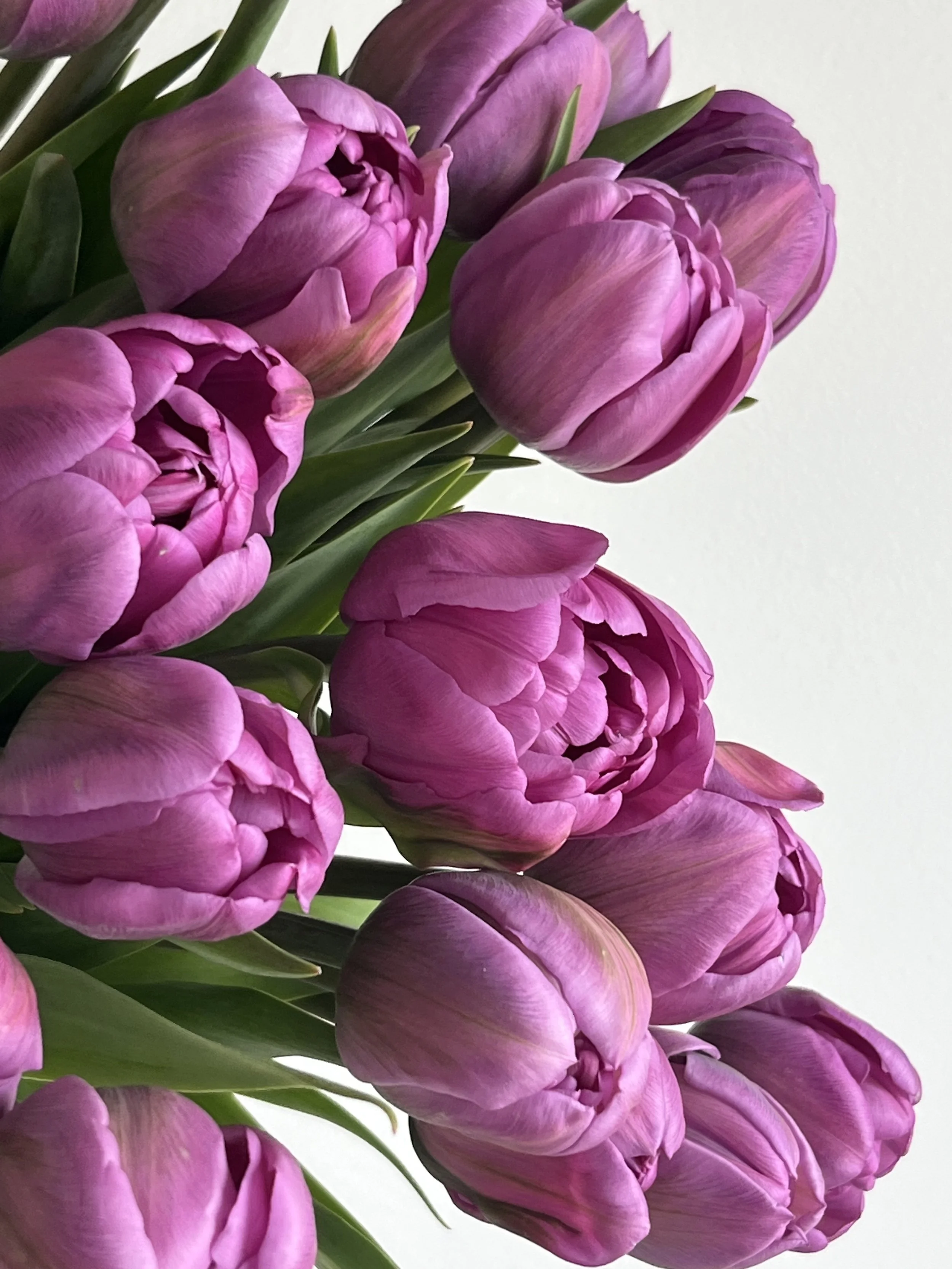 Tulip, Blue Diamond