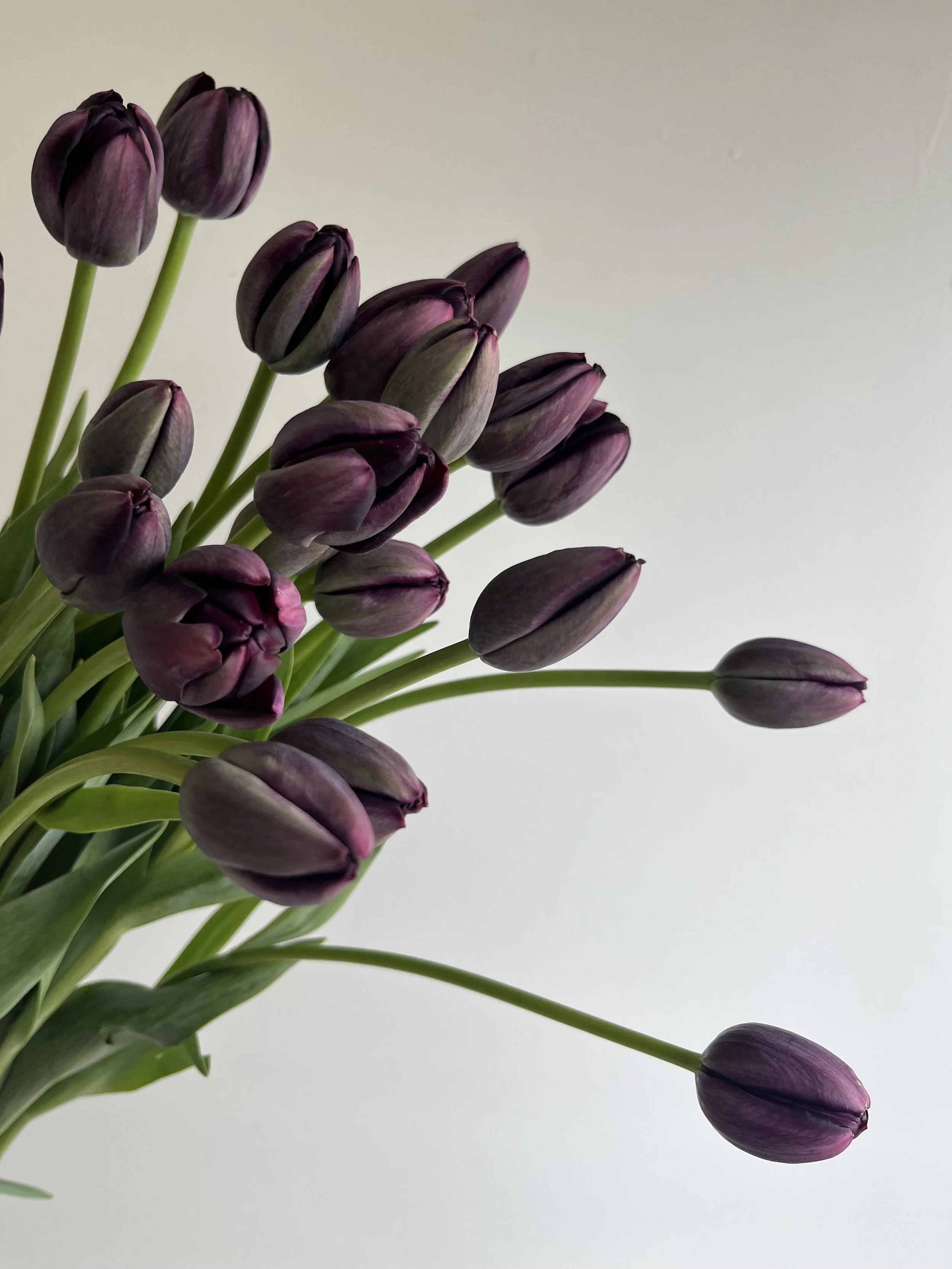 Tulip, Queen of the Night