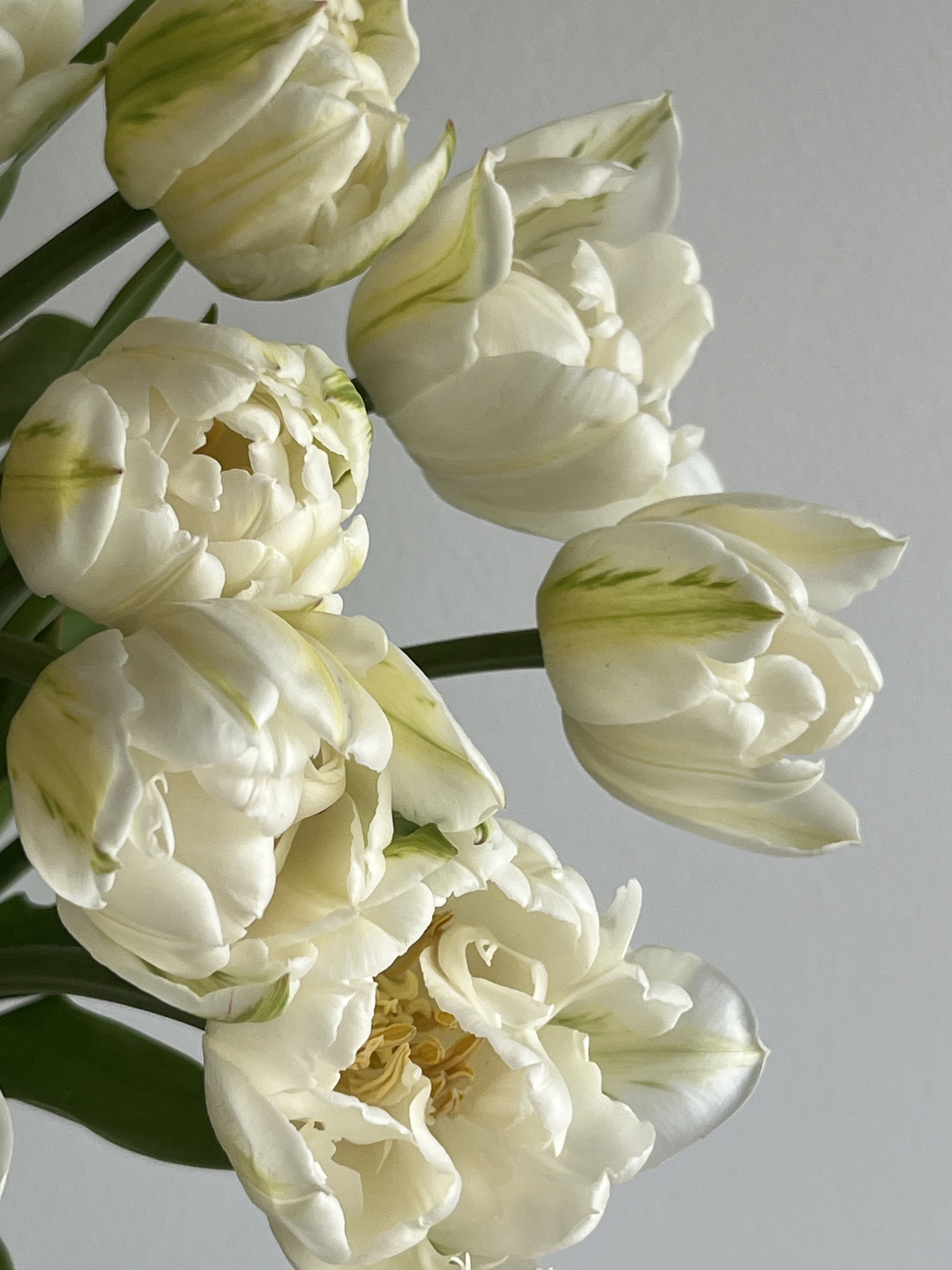 Tulip, Mount Tacoma