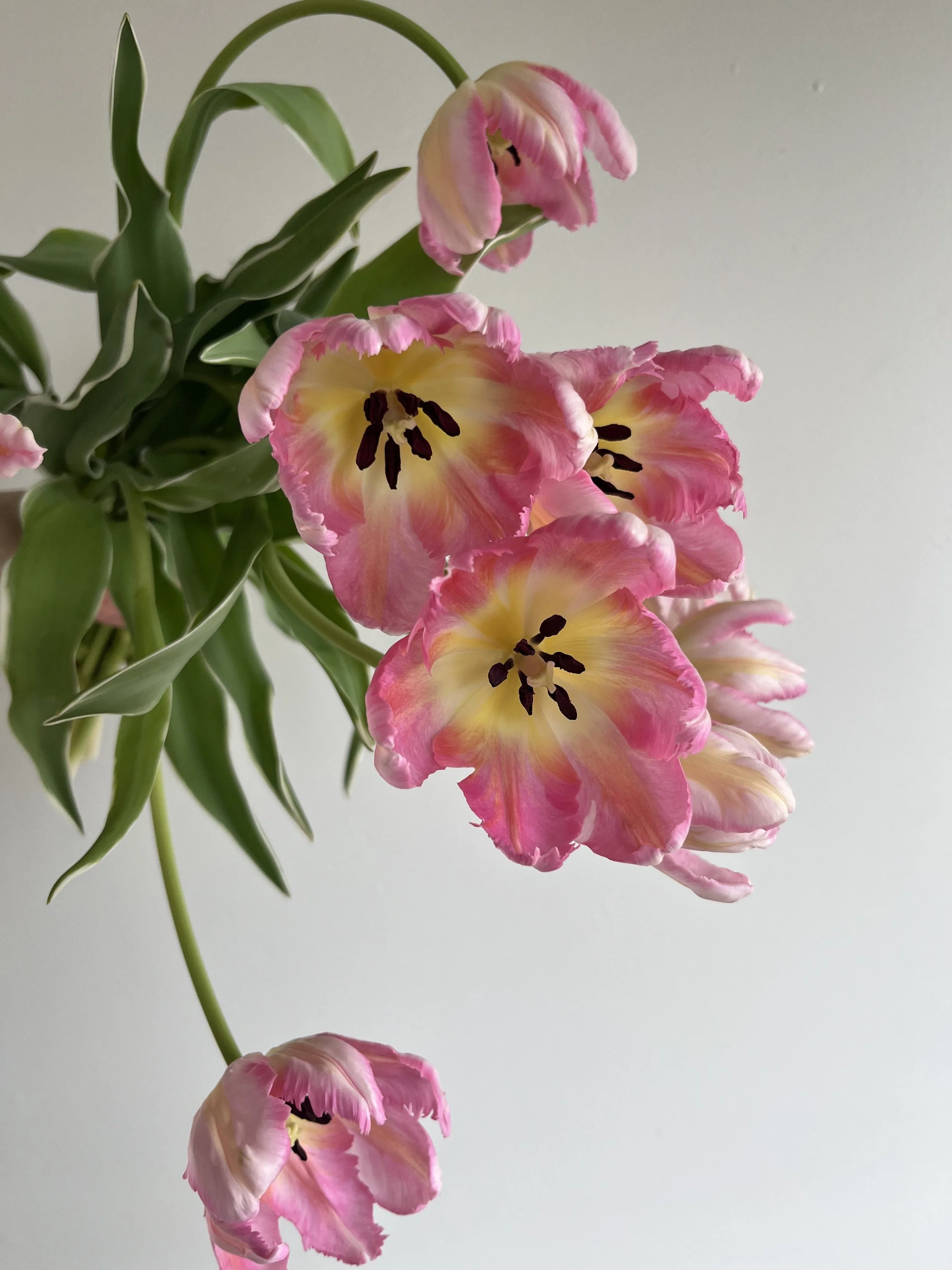 Tulip, Silver Parrot