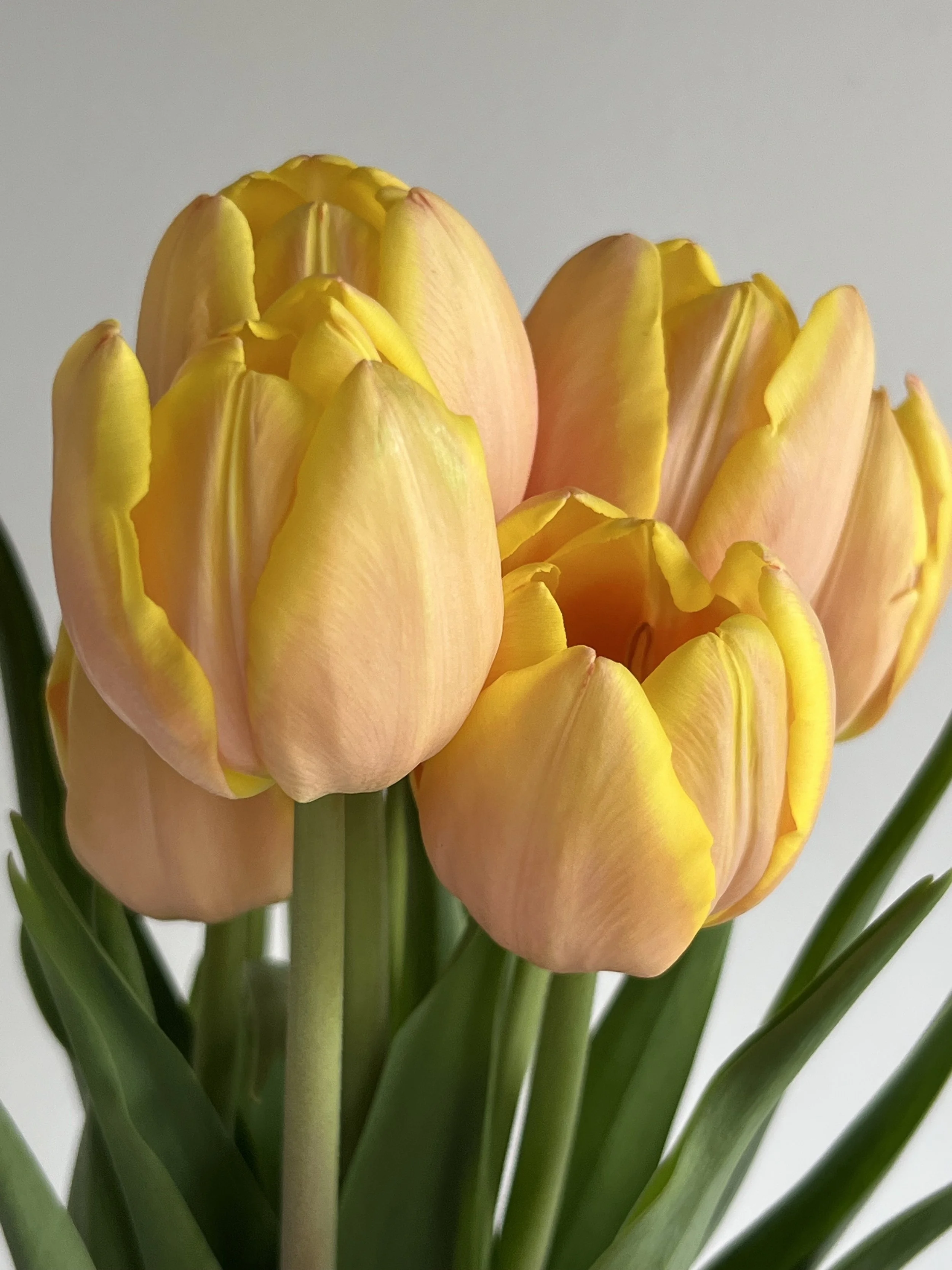 Tulip, Mango Charm