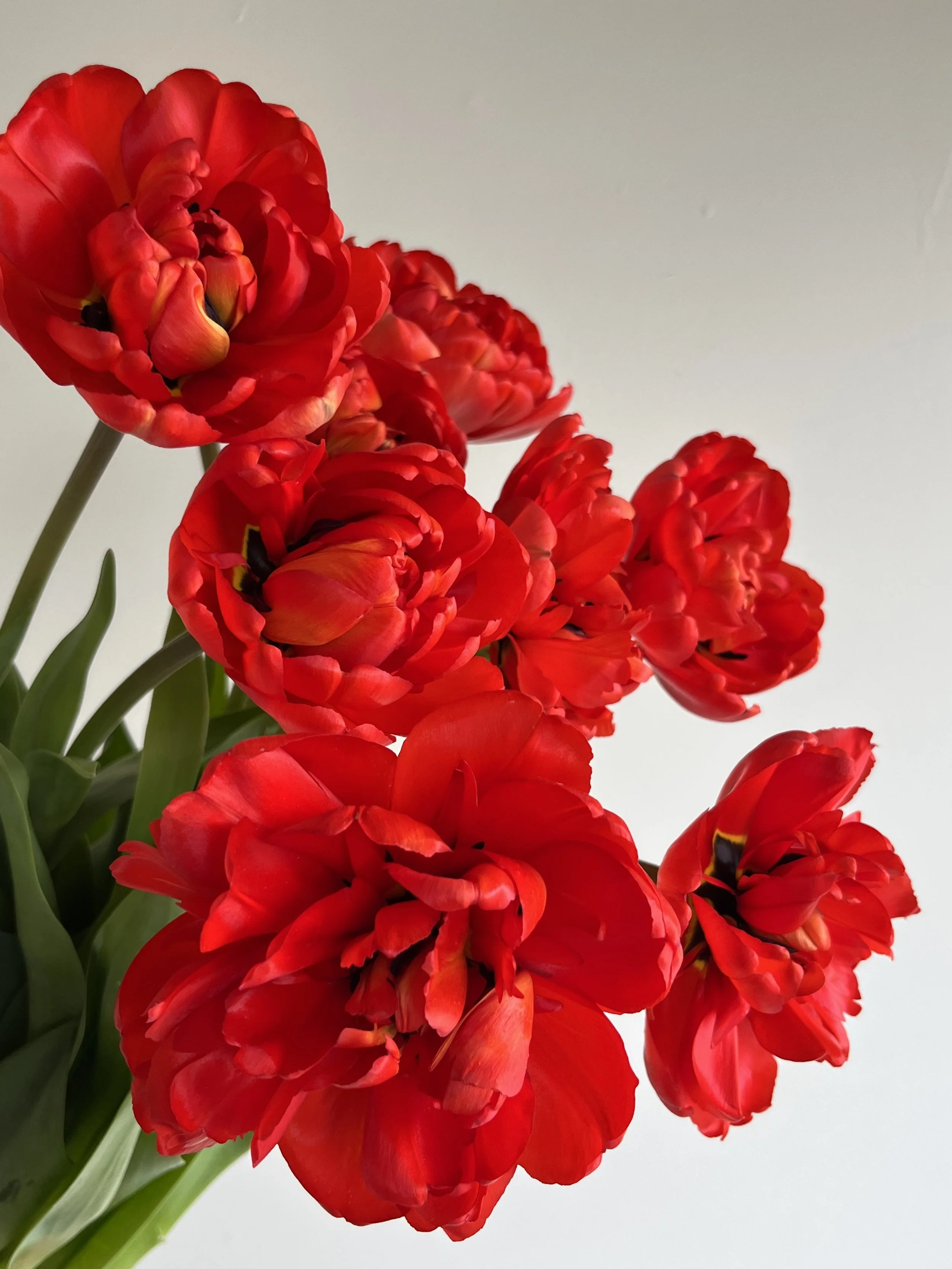 Tulip, Margarita