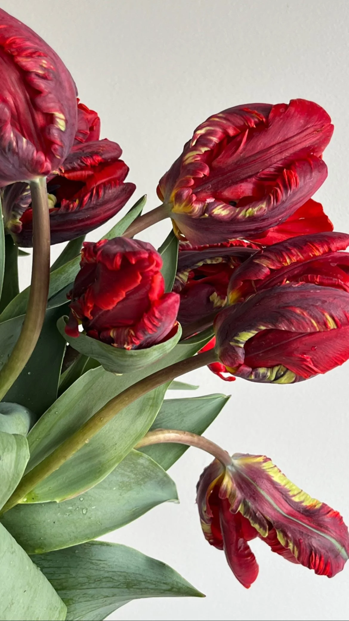 Tulip, Red Parrot