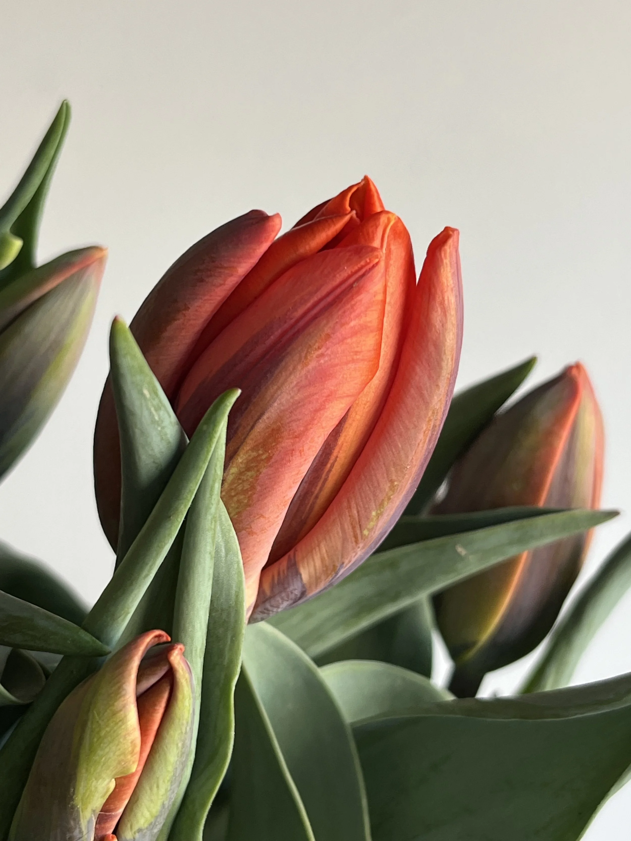Tulip, Irene