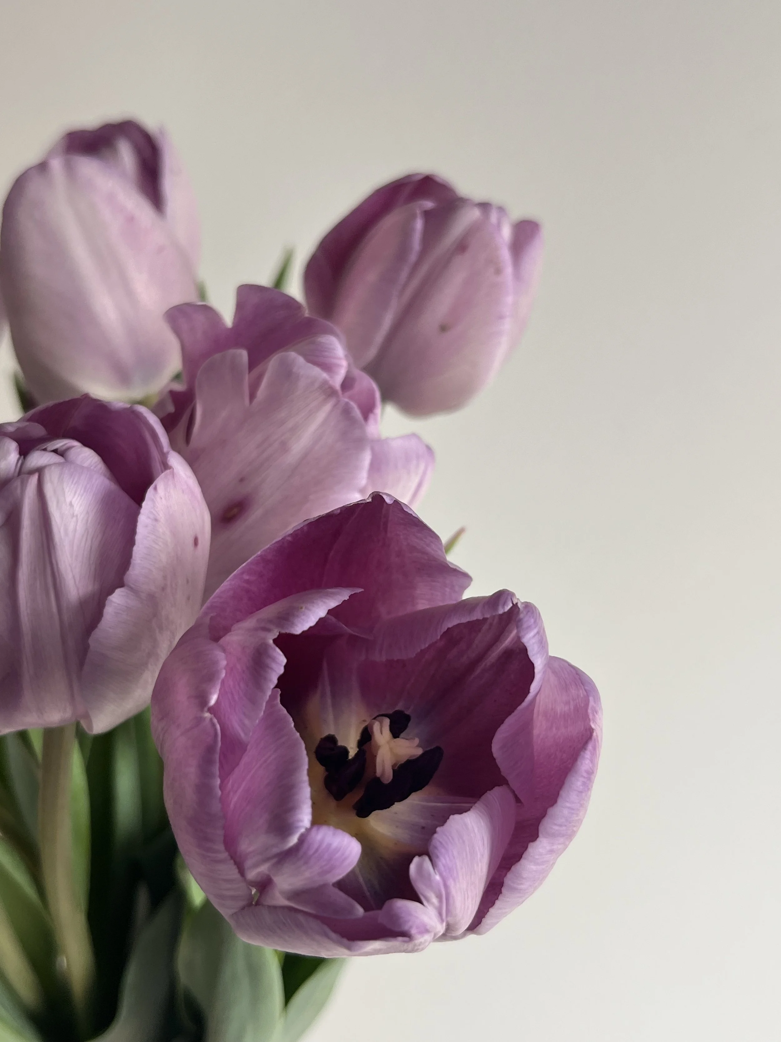 Tulip, Jacuzzi
