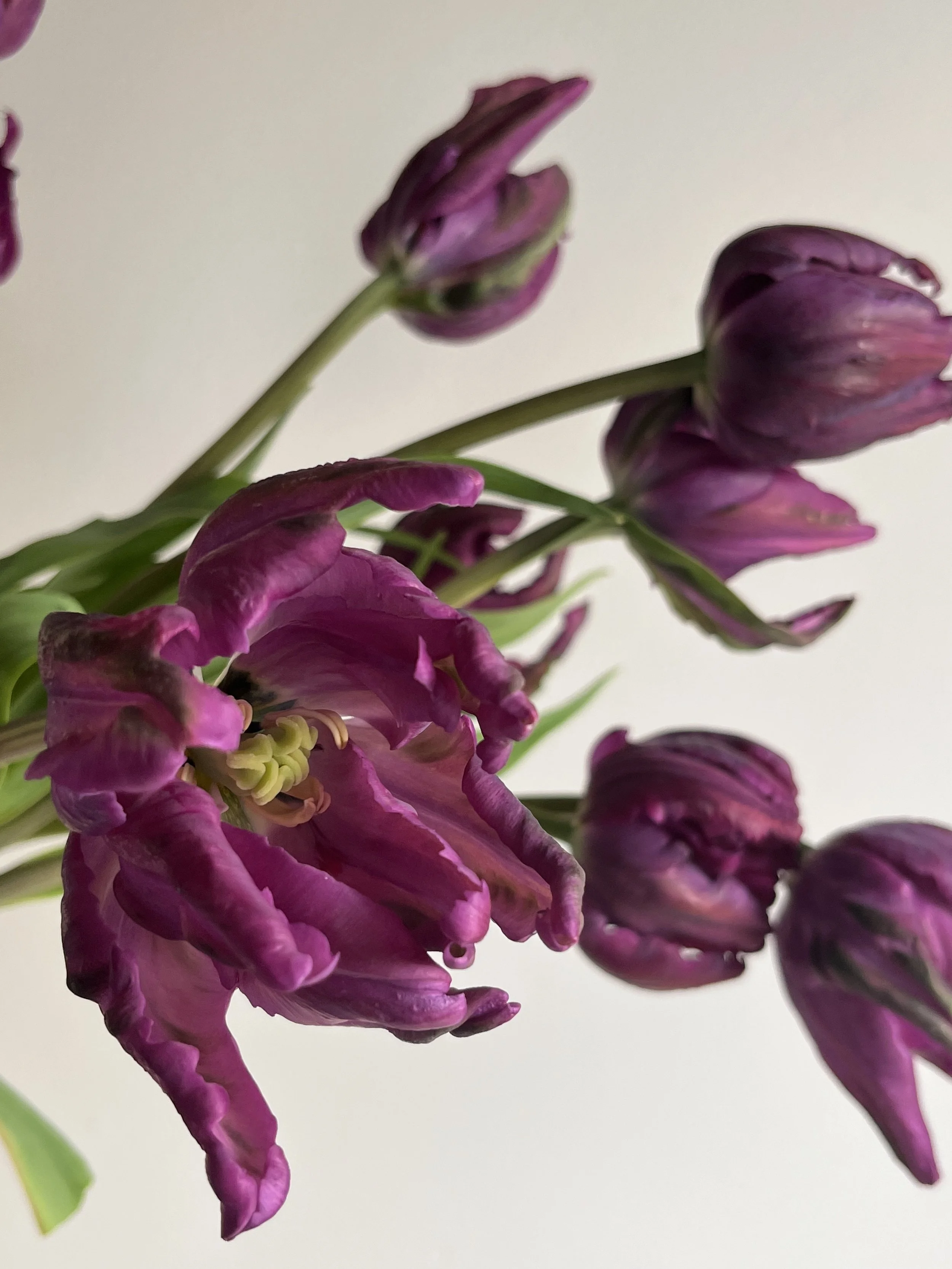 Tulip, Victoria's Secret