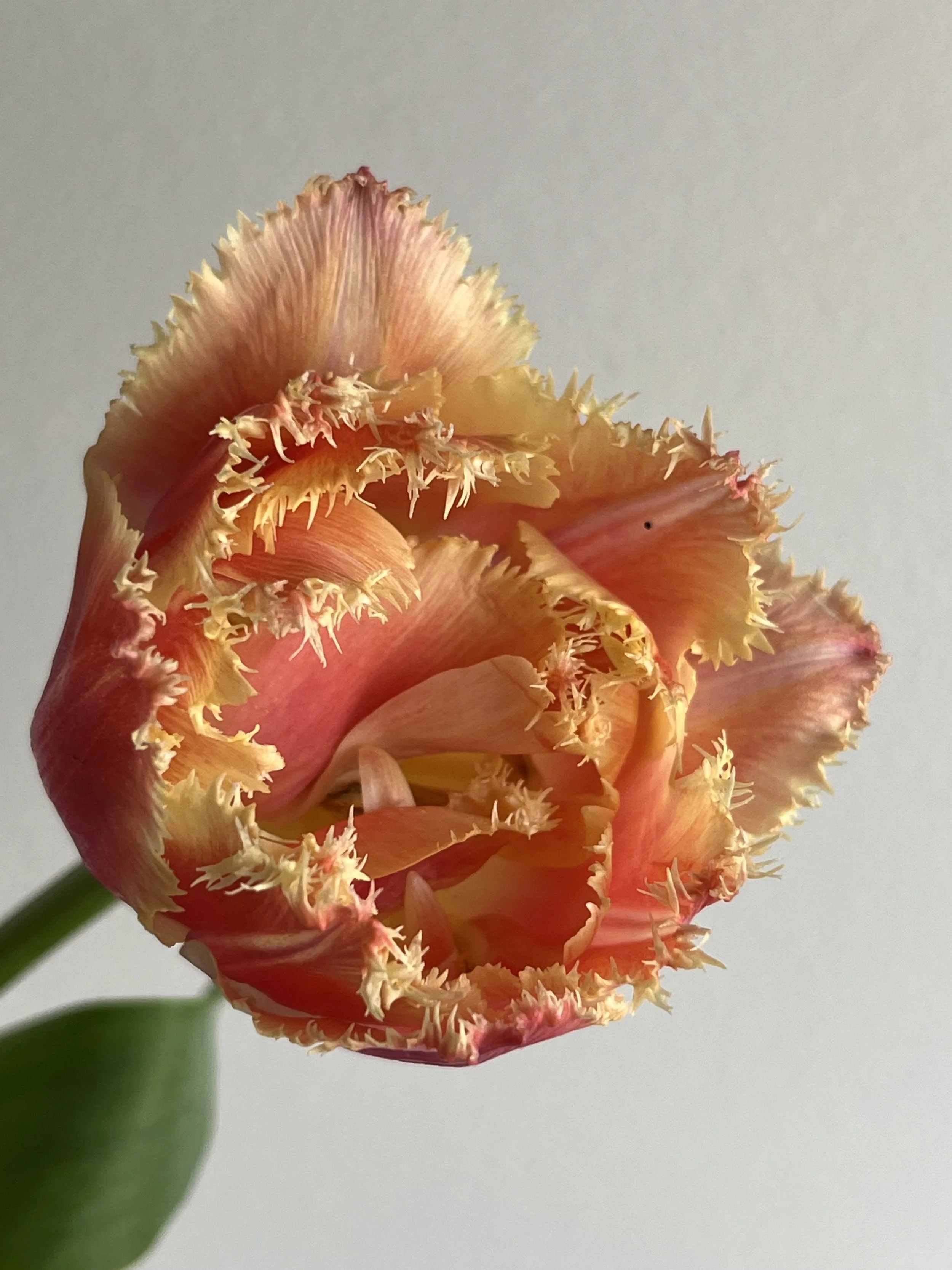 Tulip, Sensual Touch