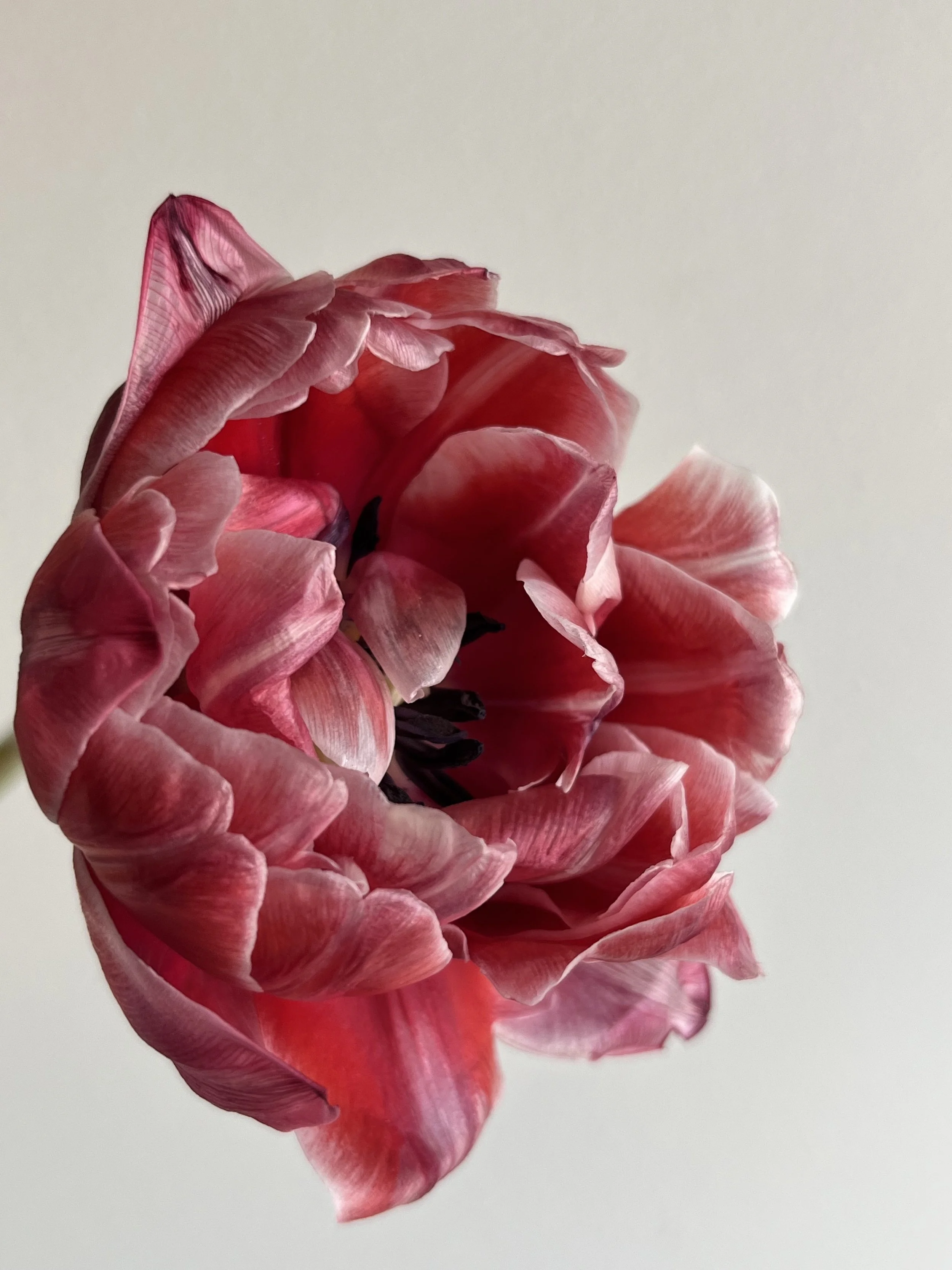 Tulip, Belicia
