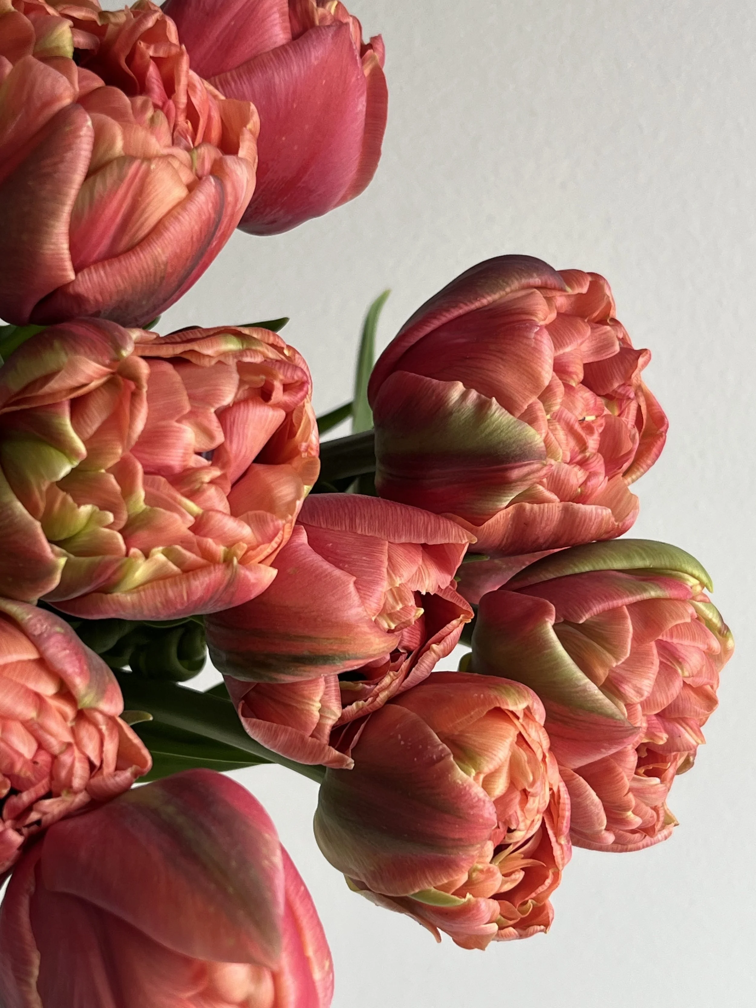Tulip, Copper Image