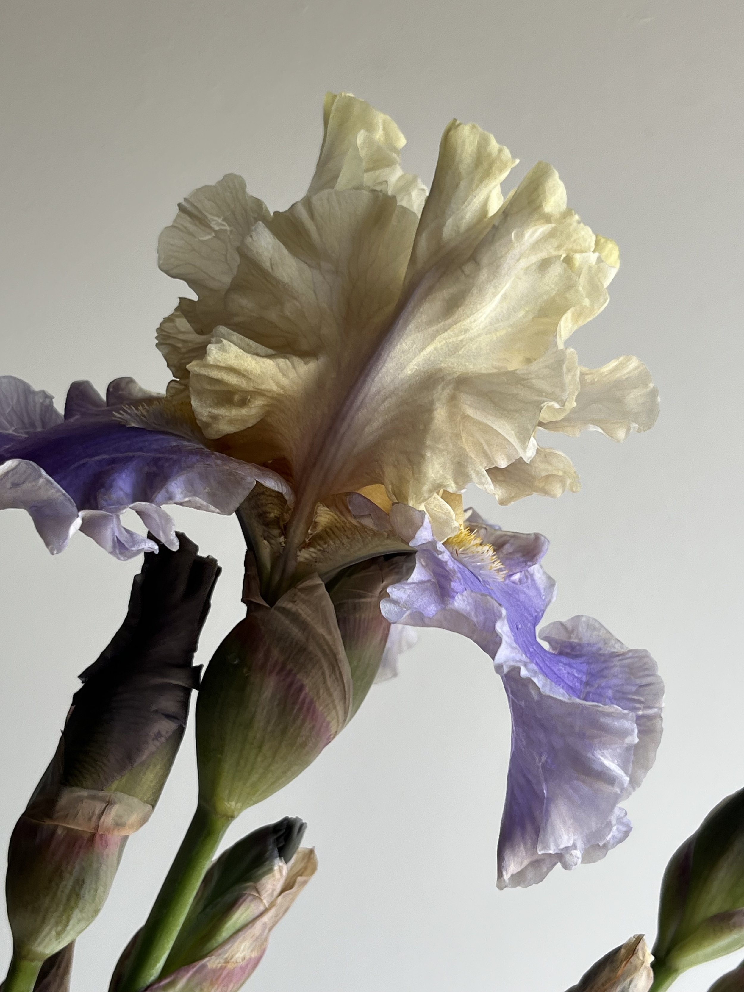 Bearded Iris, 