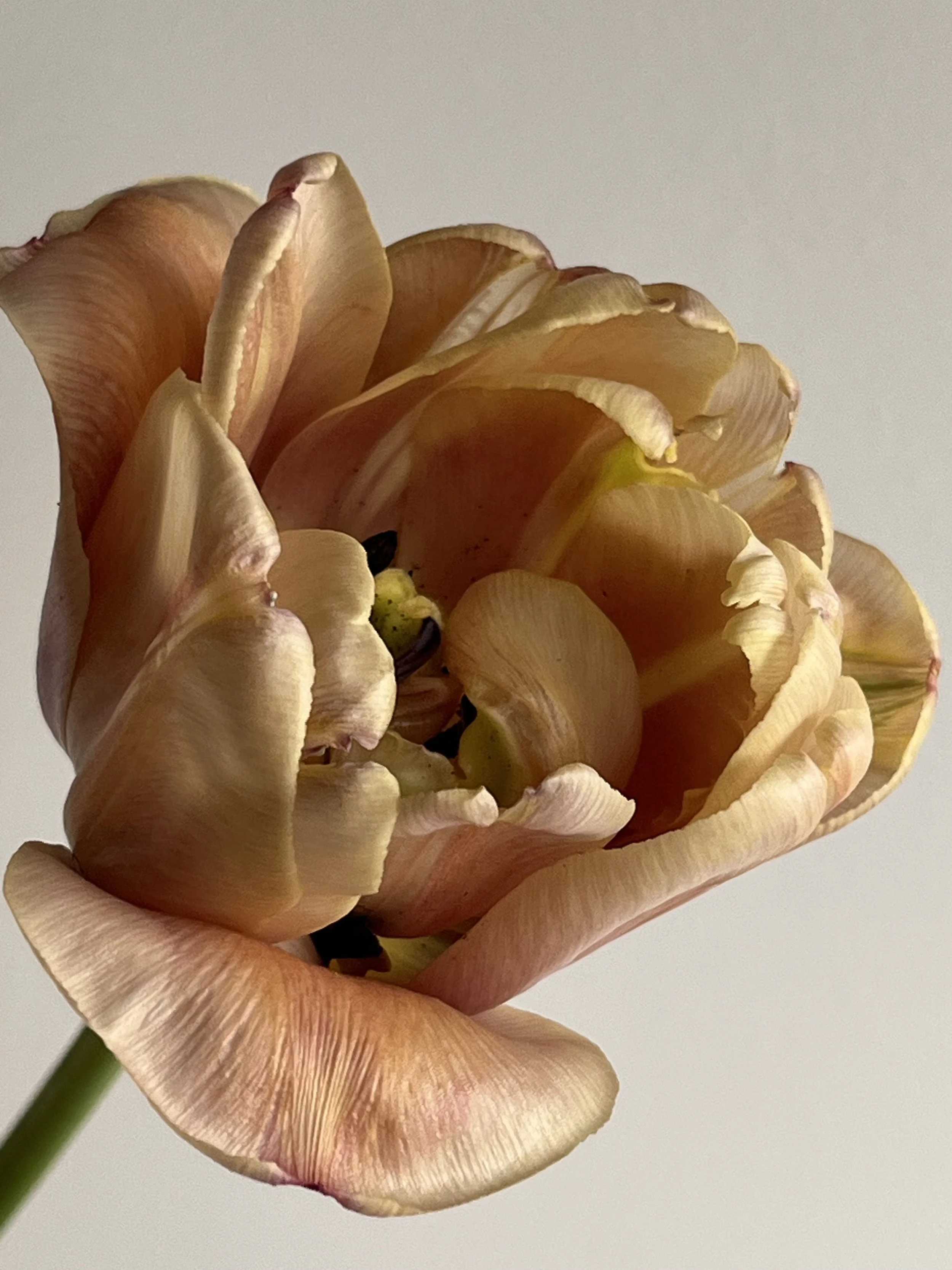 Tulip, La Belle Epoque