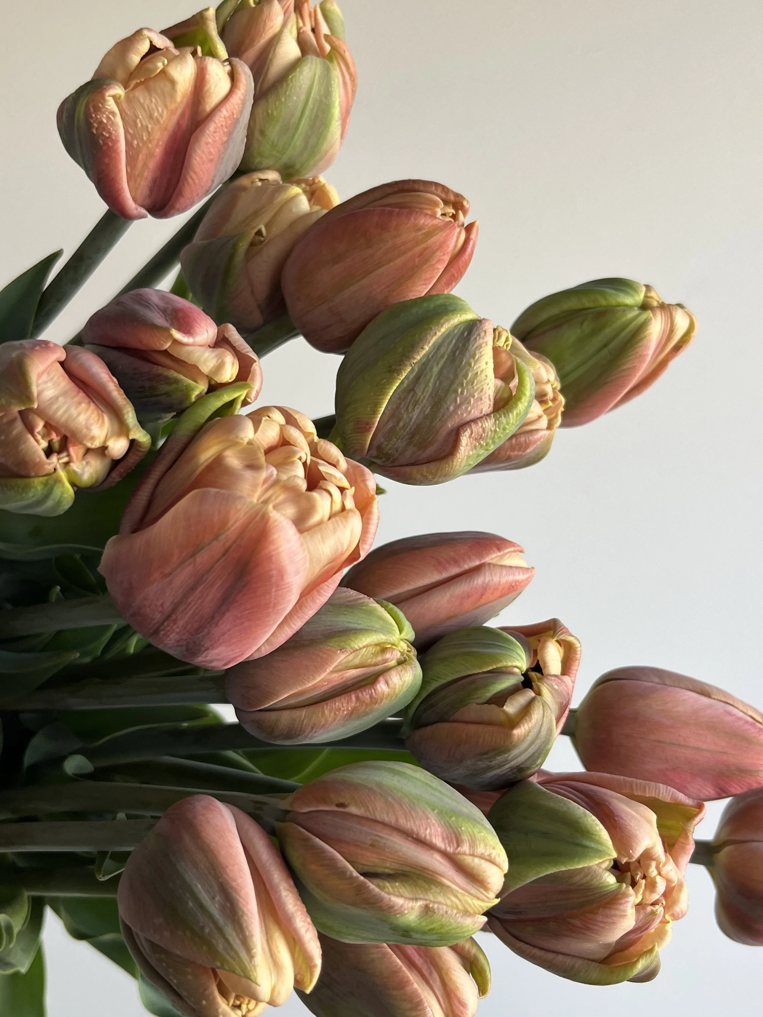Tulip, La Belle Epoque