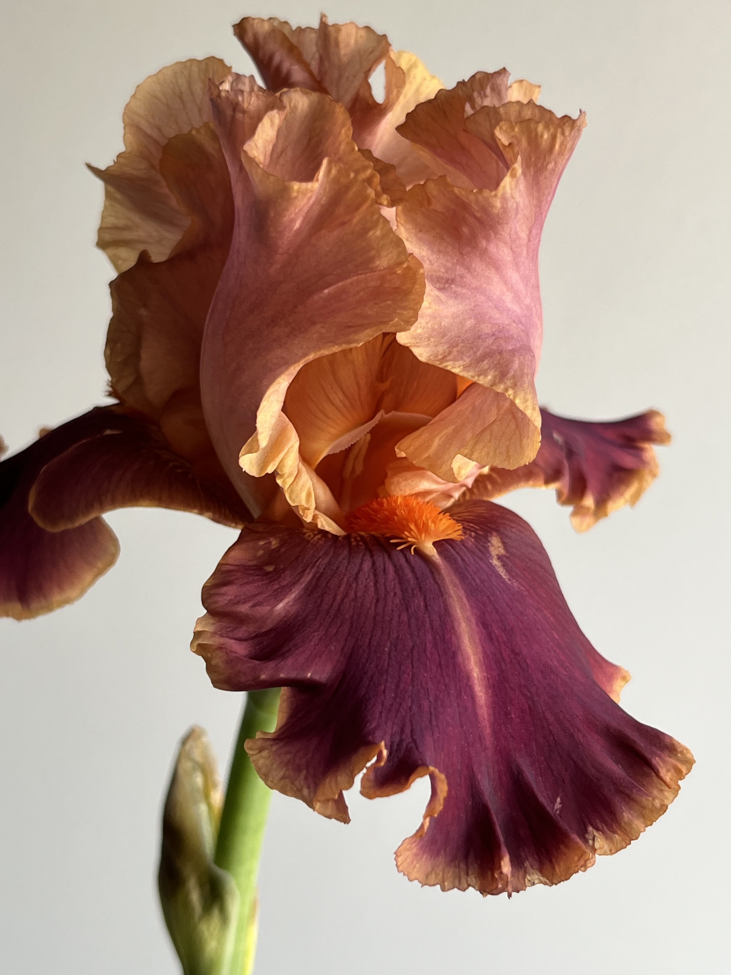 Bearded Iris, Believe in Magic