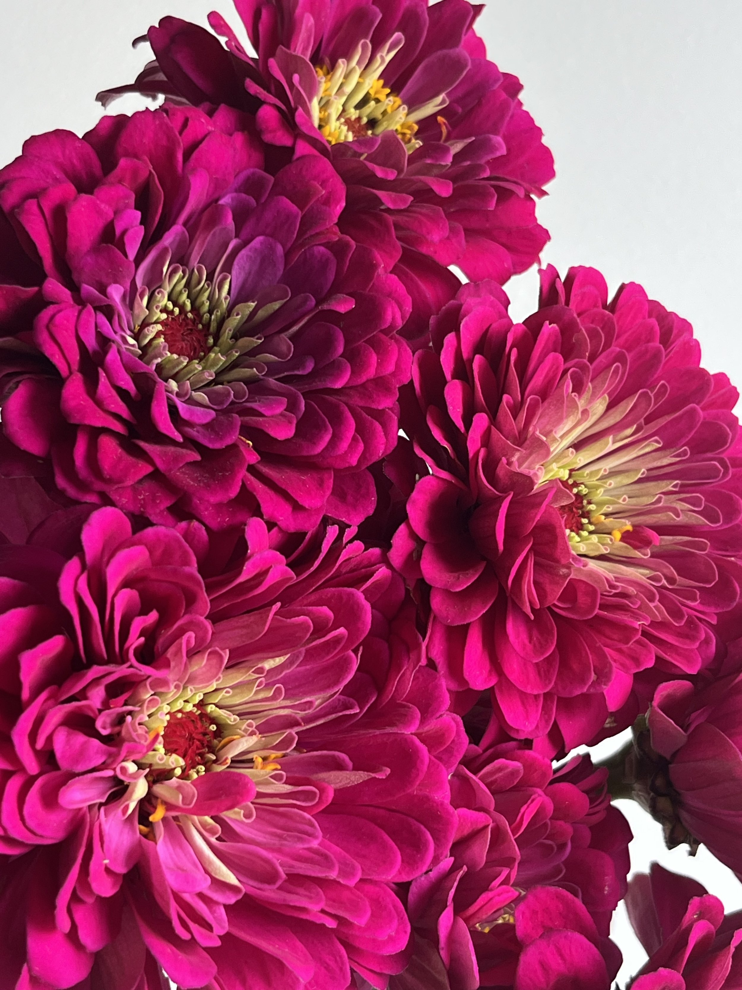 Zinnia, Benary's Pink