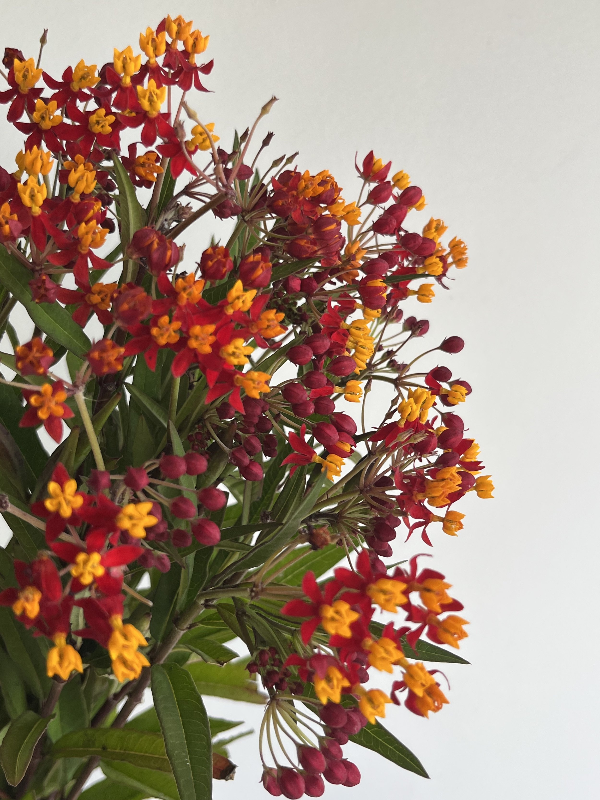 Butterfly Weed, Silky Red