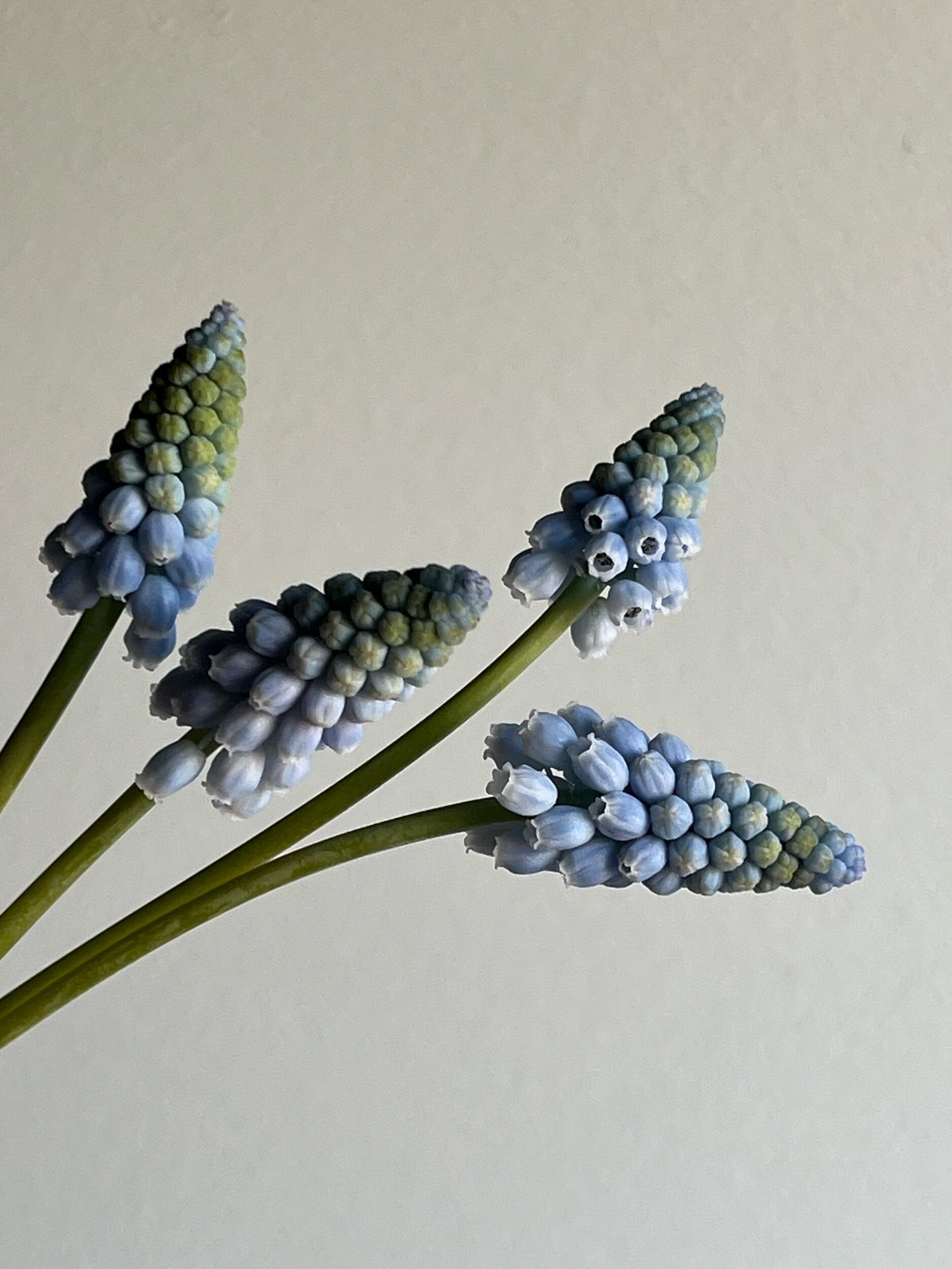 Muscari, Baby's Breath