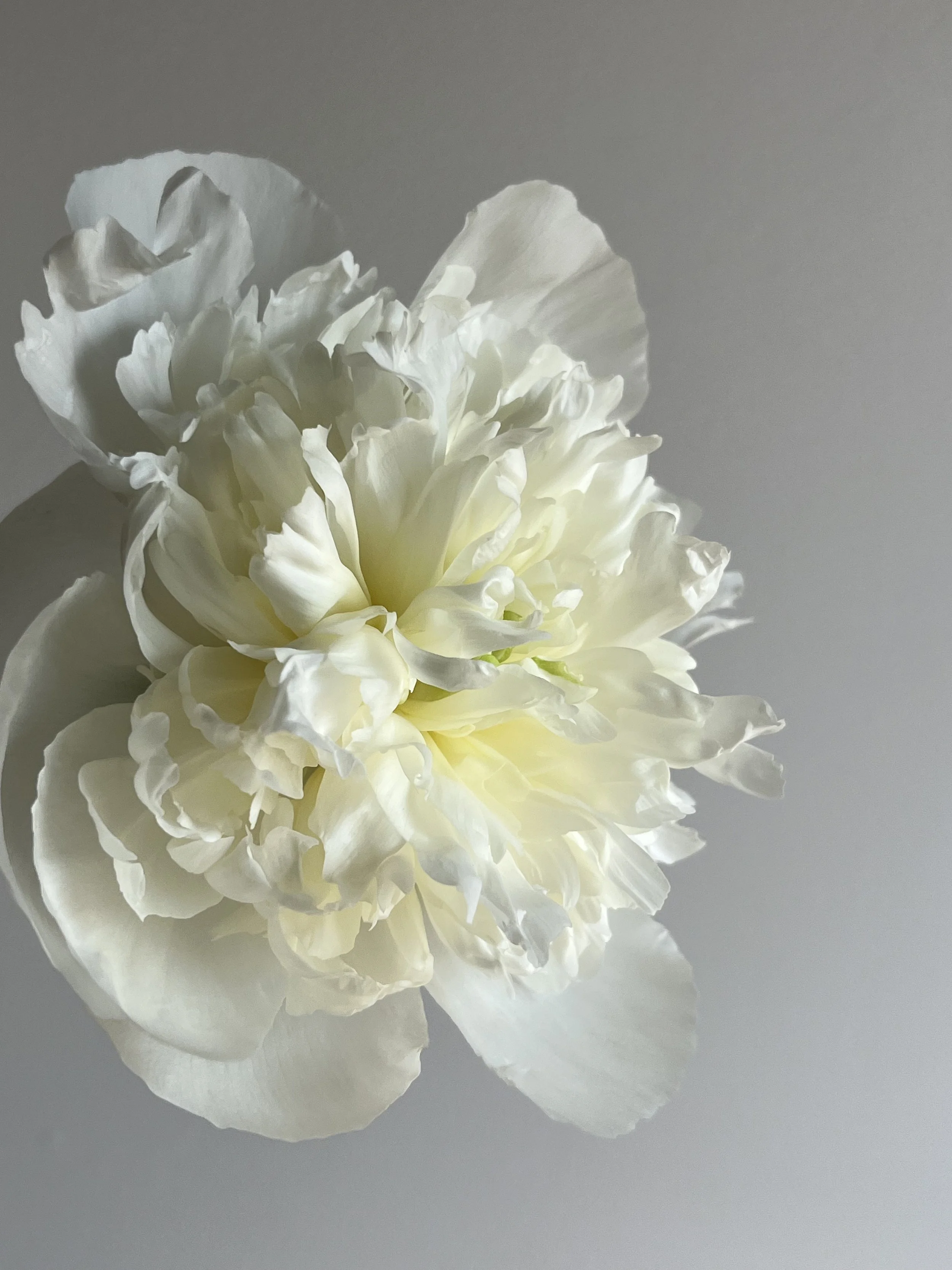 Duchesse de Nemours