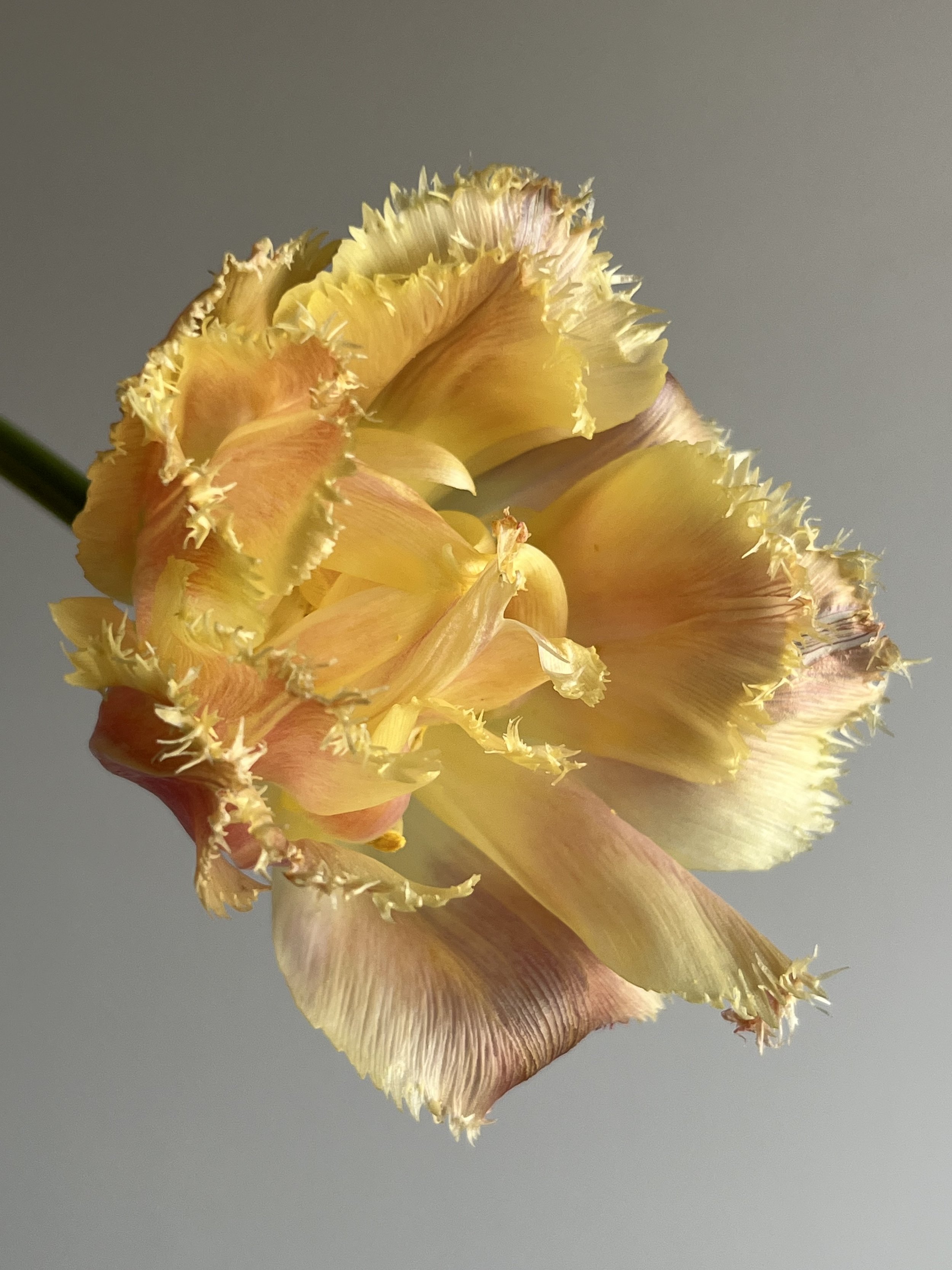 Tulip, Lambada