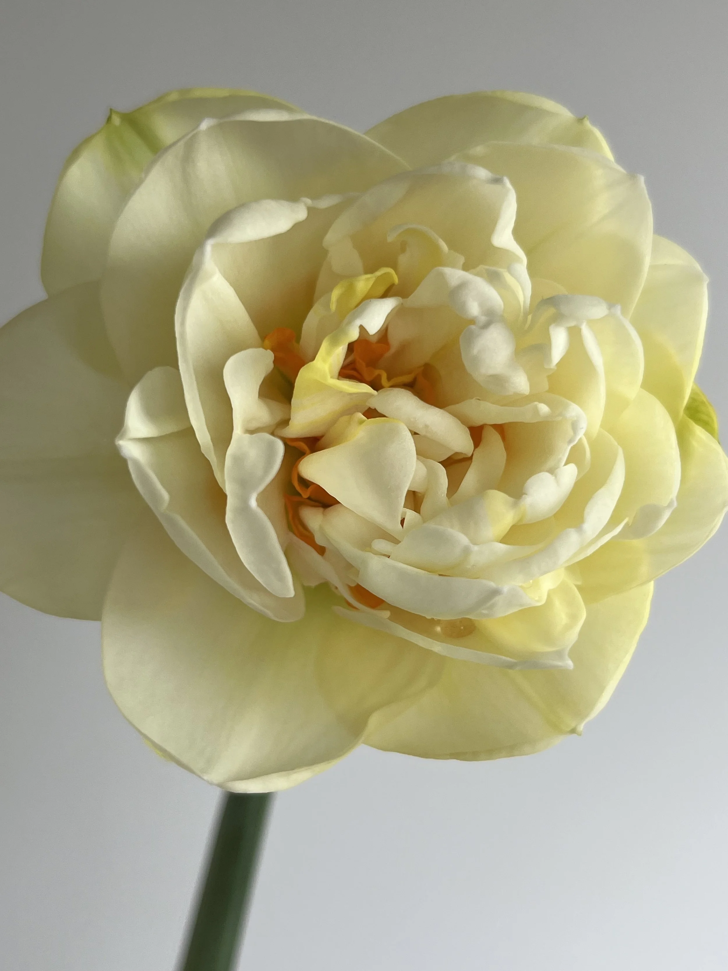 Daffodil, Gay Tabor