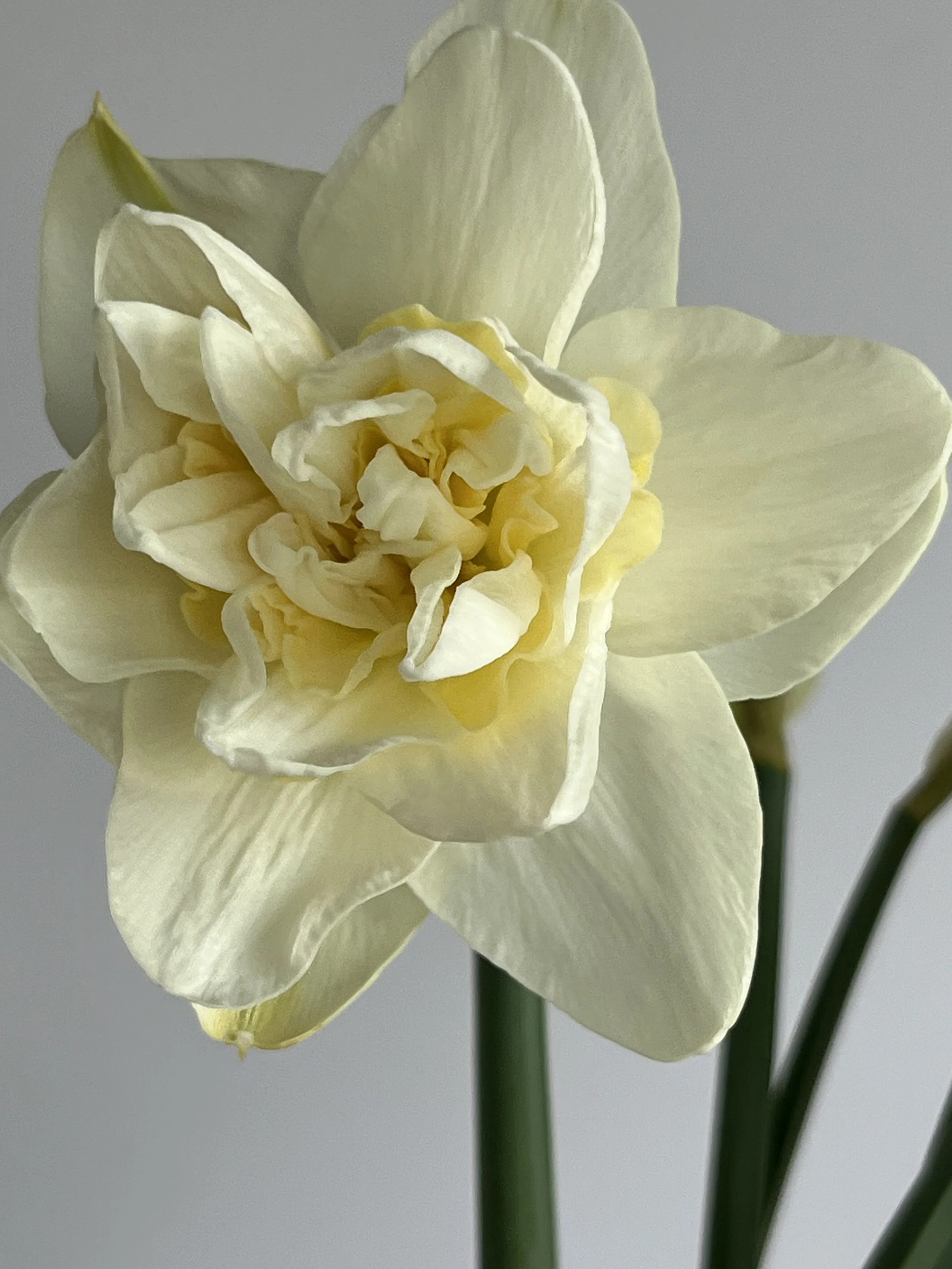 Daffodil, Obdam