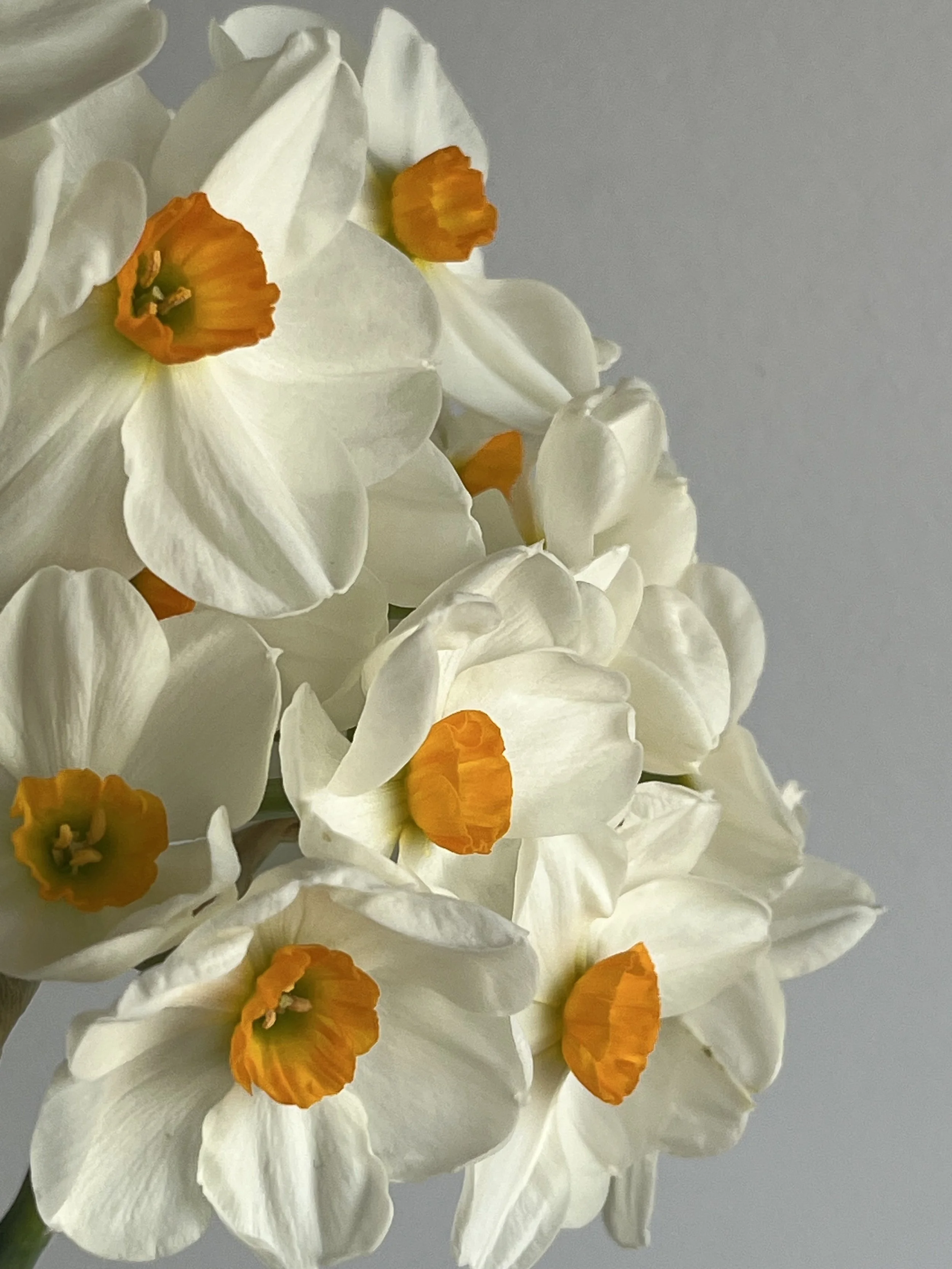 Daffodil, Geranium
