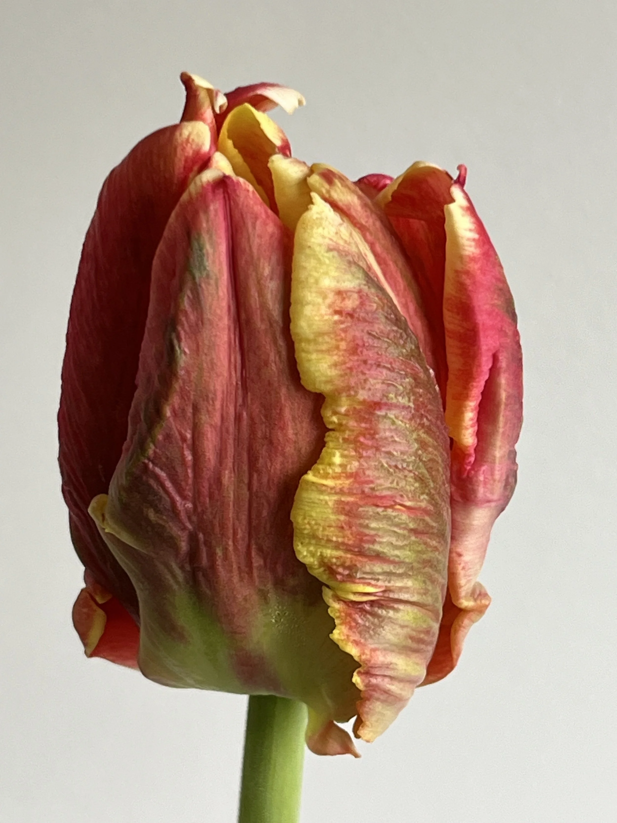 Tulip, Deejay Parrot