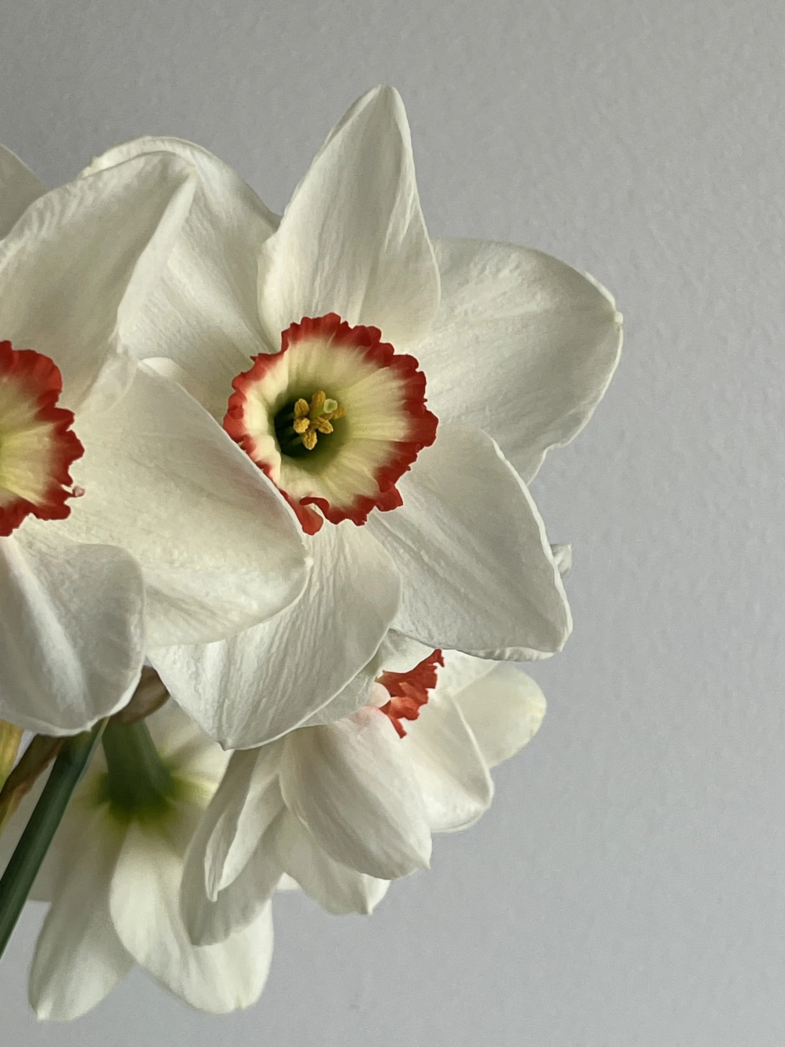 Daffodil, Pheasant Eye
