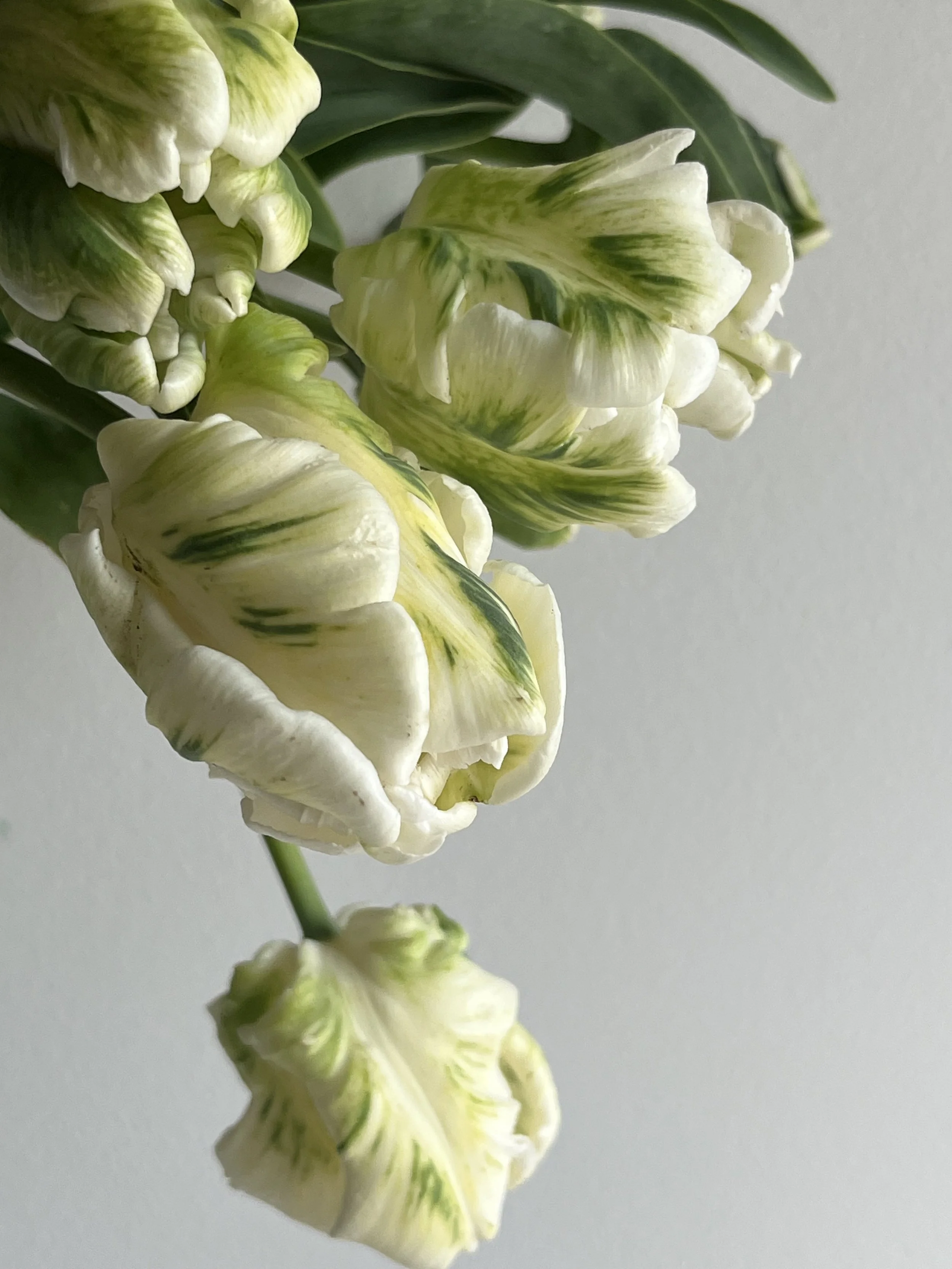 Tulip, White Parrot