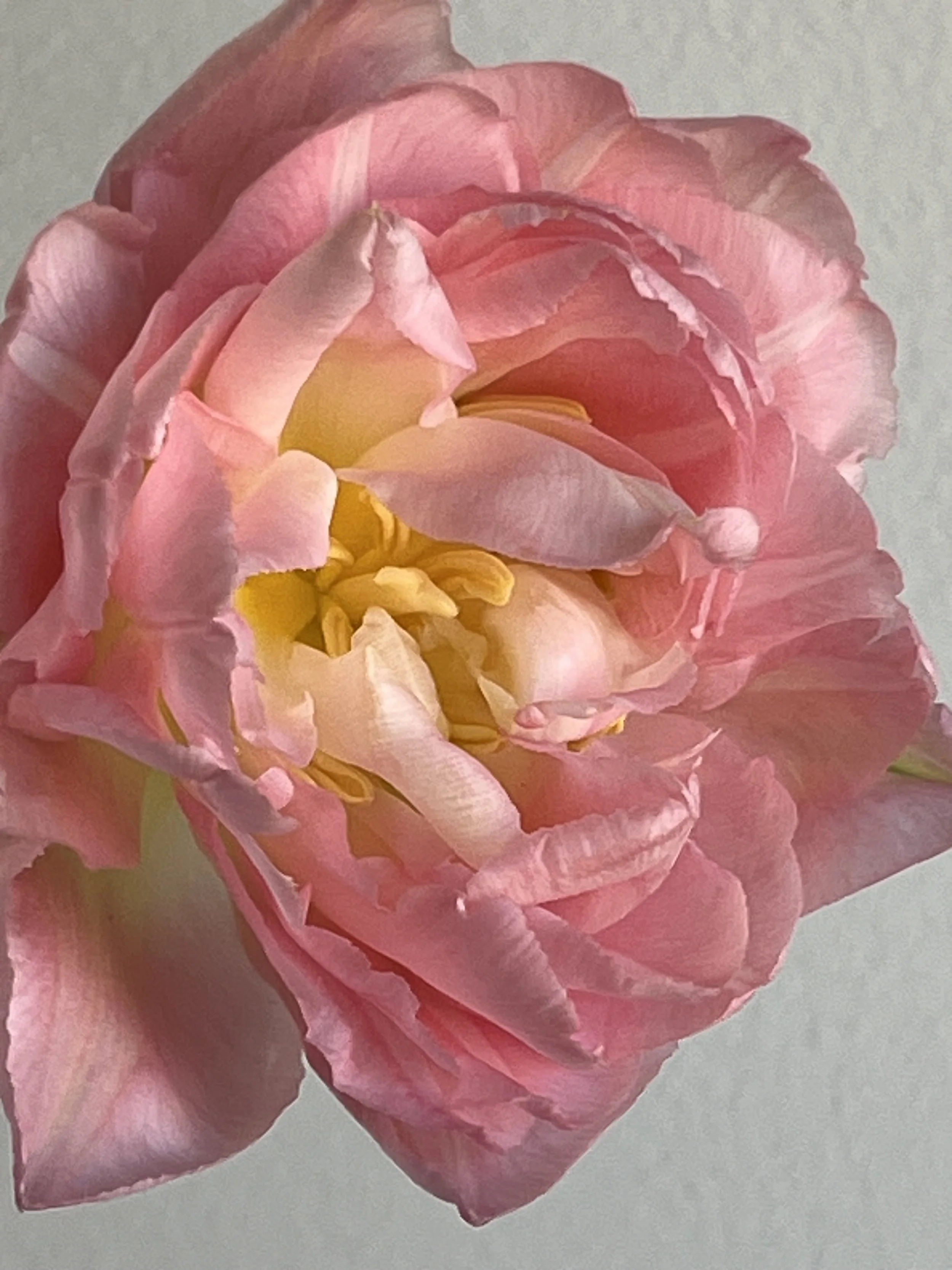 Tulip, Crystal Sugar