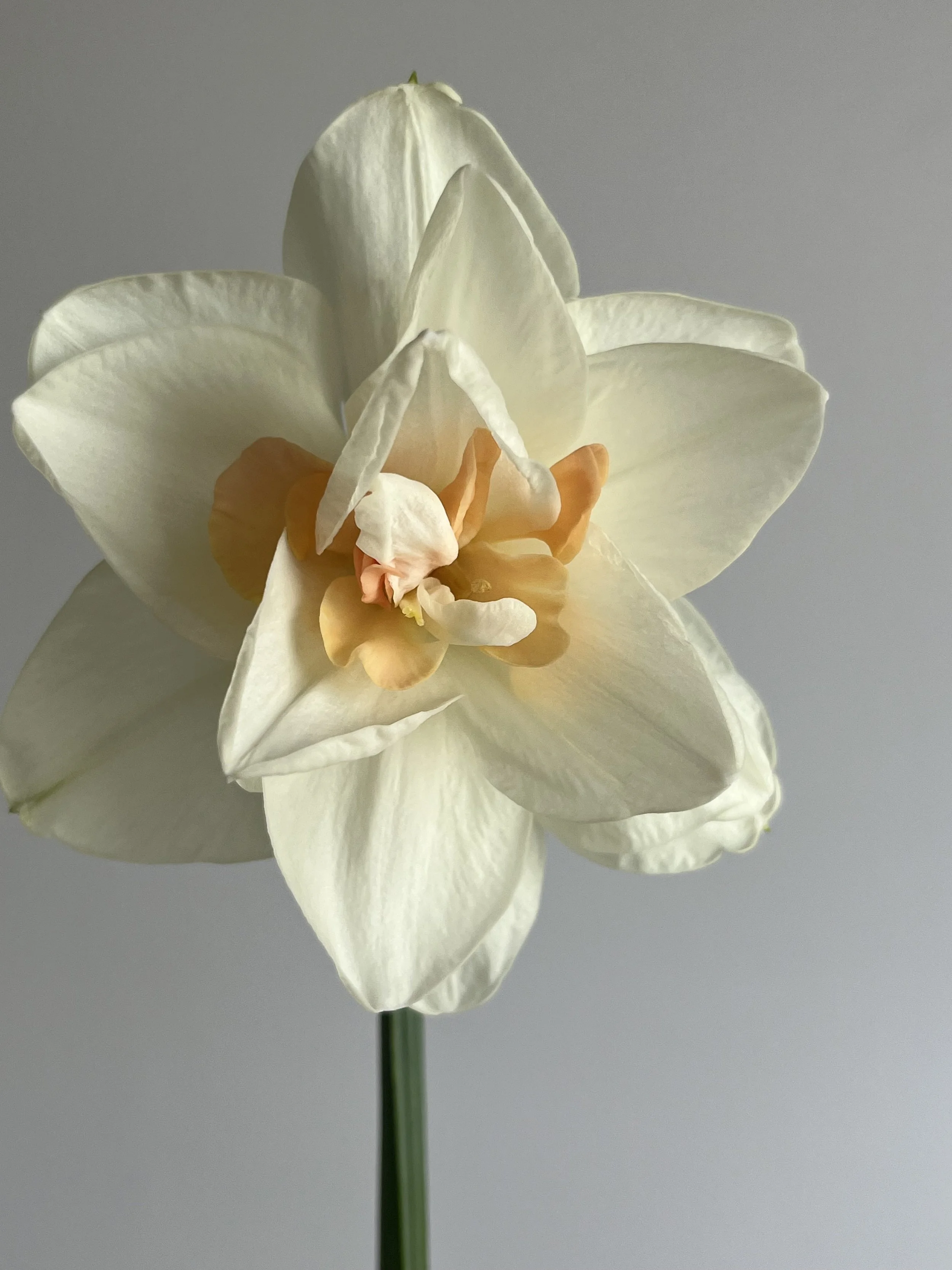 Daffodil, Gay Kybo