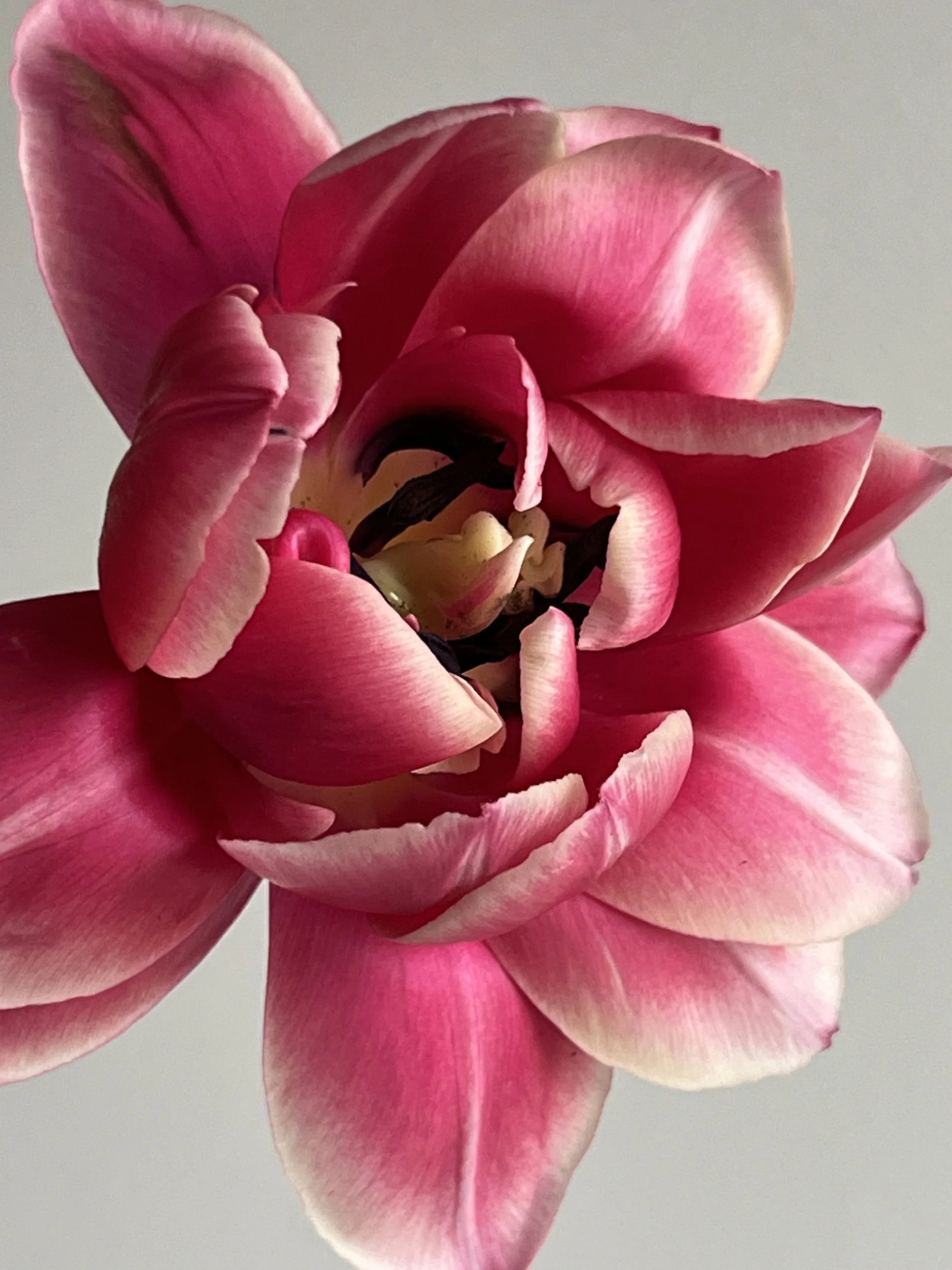 Tulip, Columbus