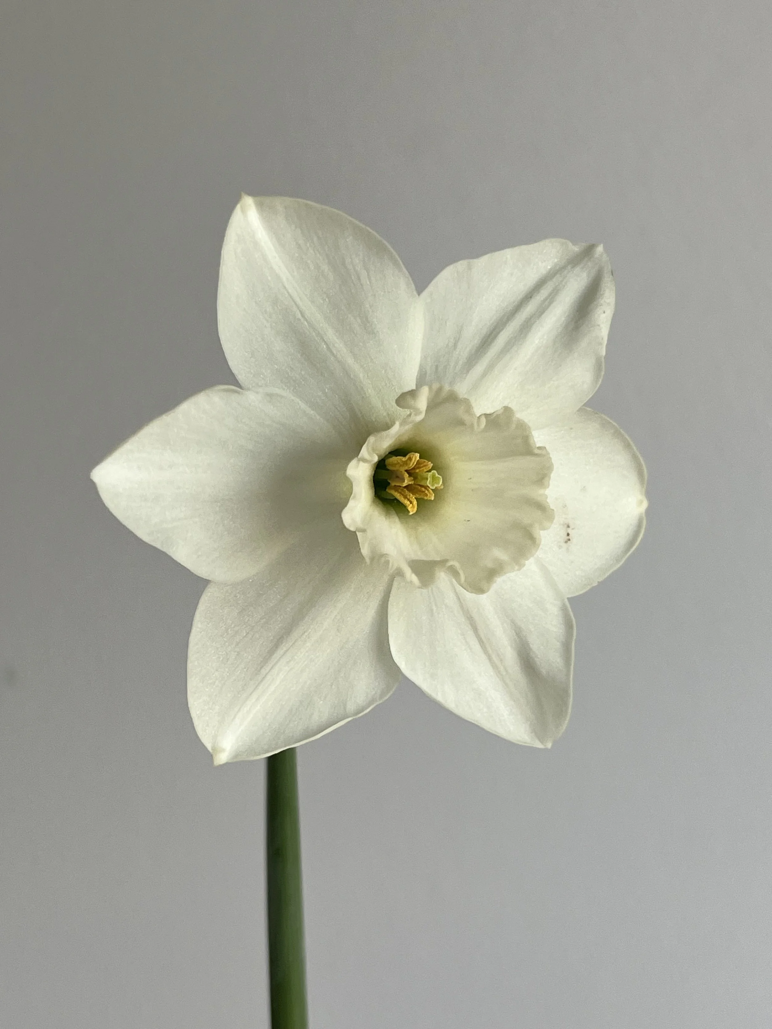Daffodil, Sterling