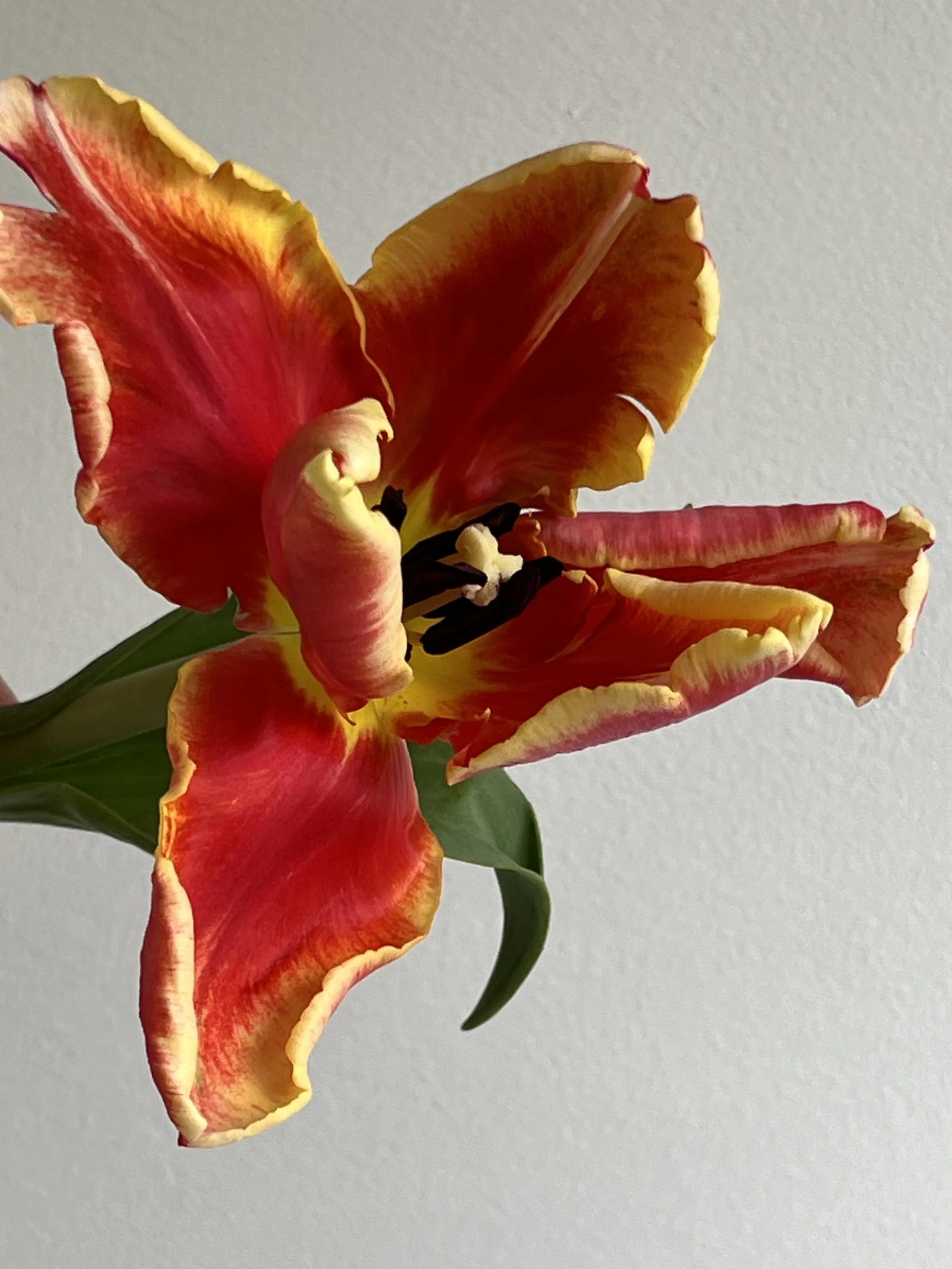 Tulip, DeeJay Parrot
