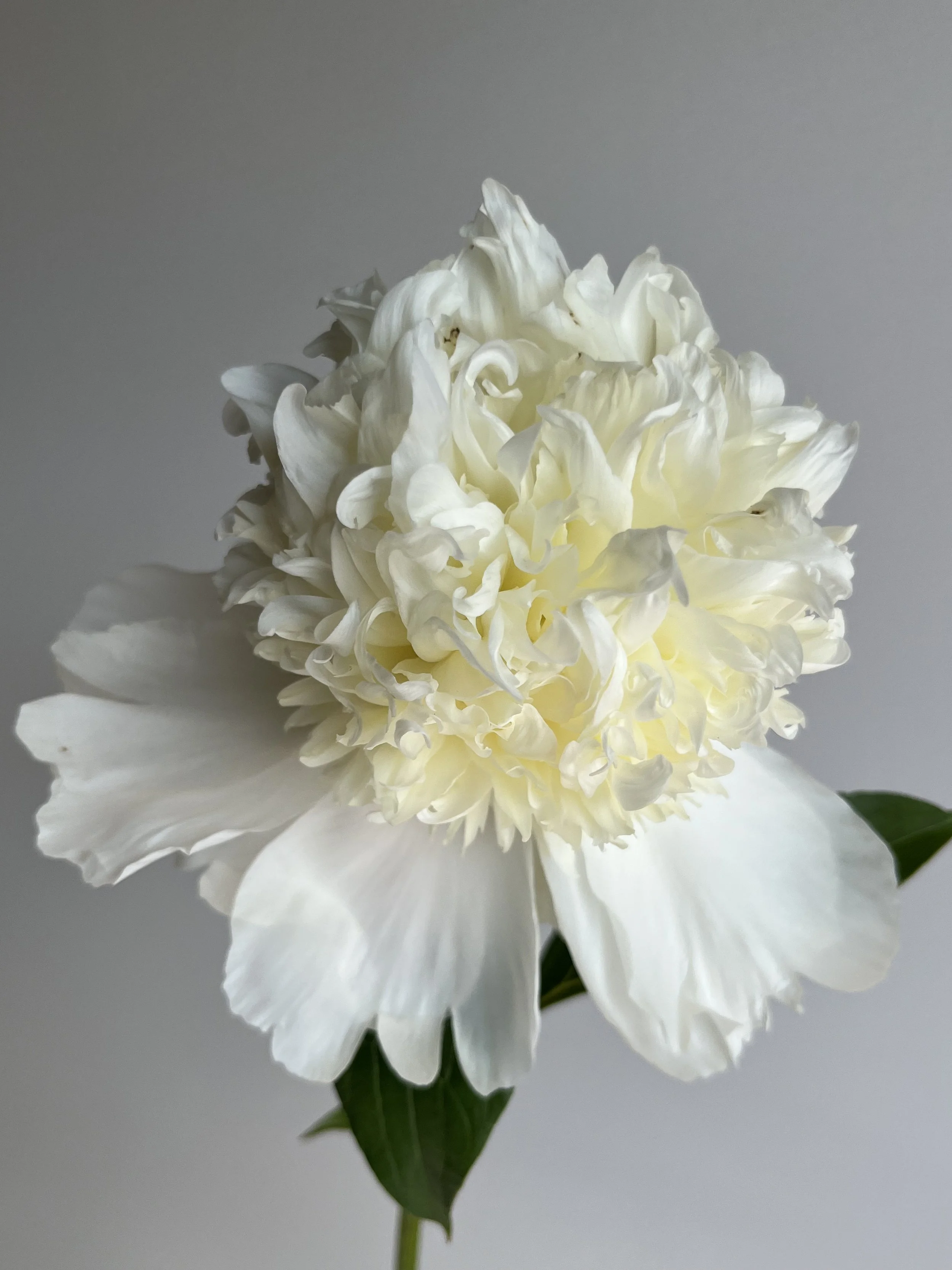 Duchesse de Nemours