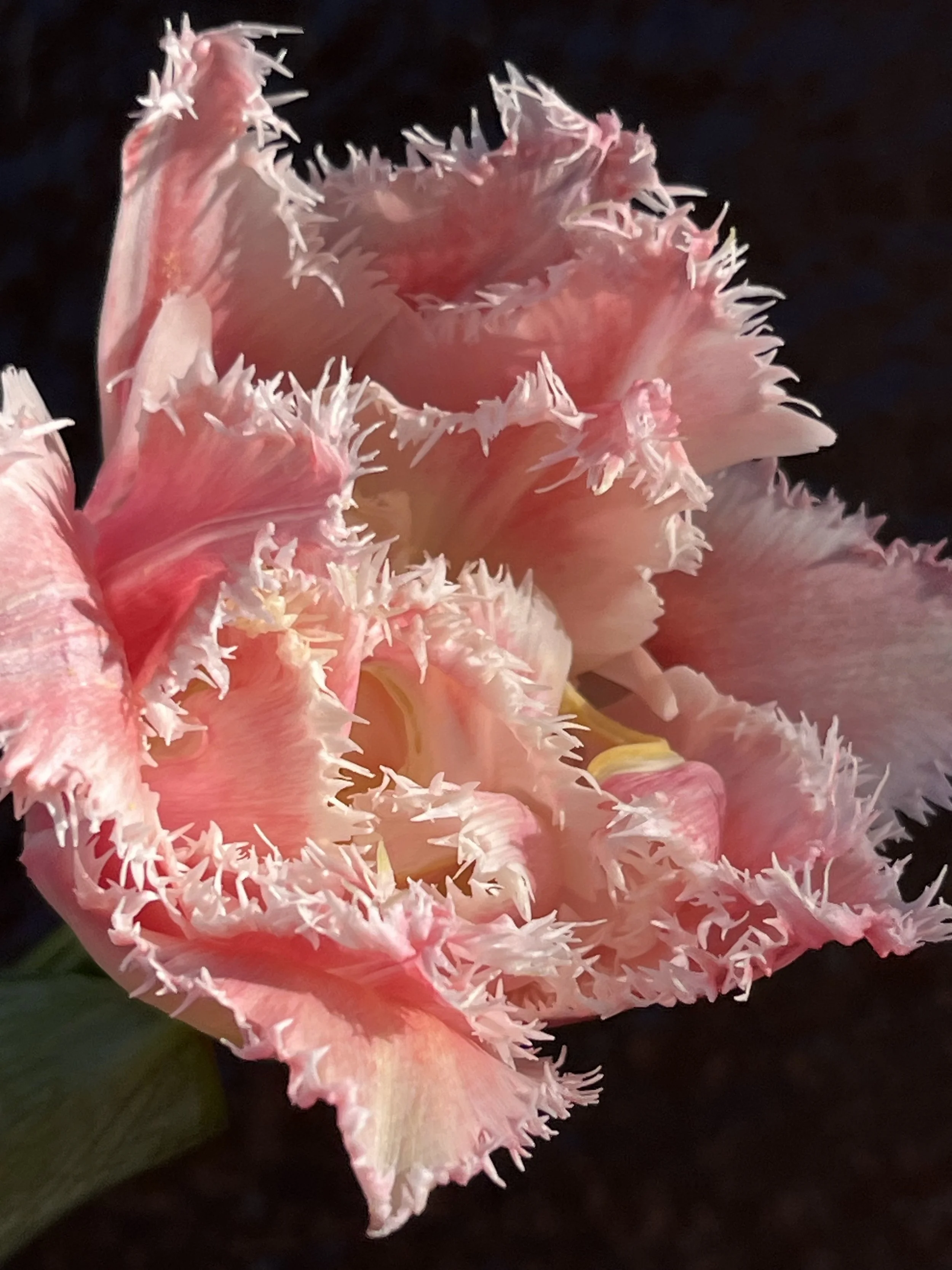 Tulip, Queensland