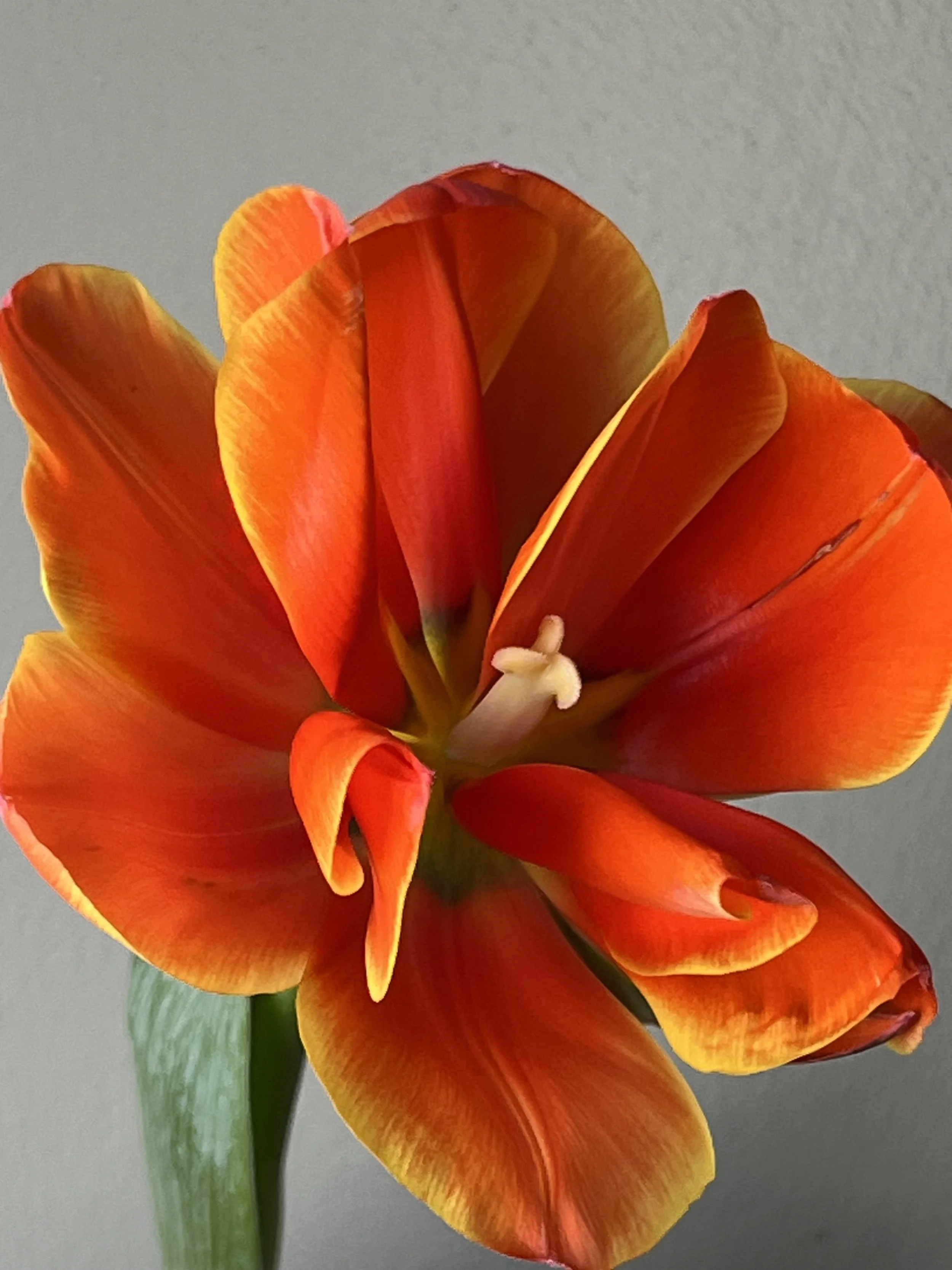 Tulip, Queensday