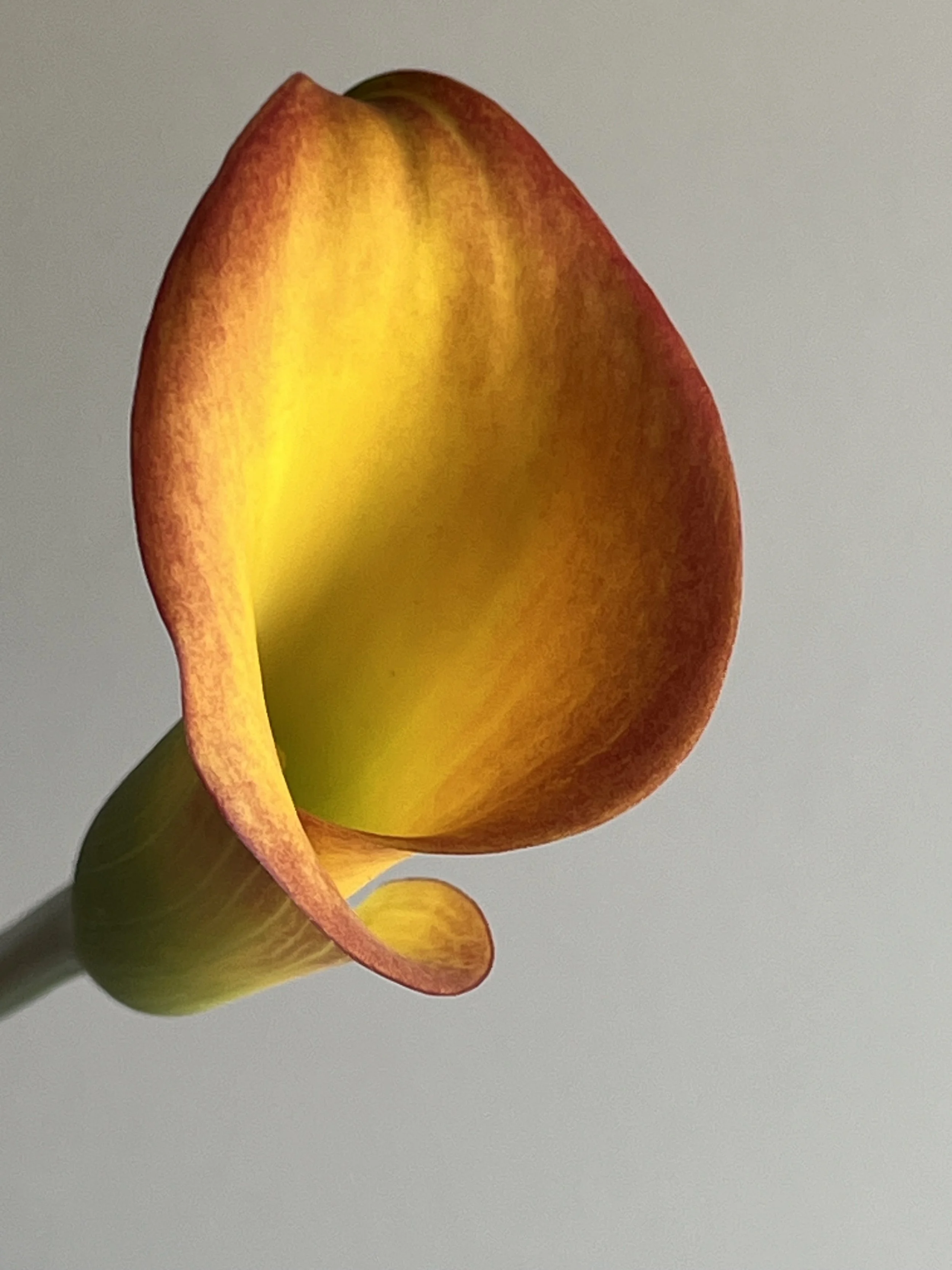 Calla Lily, orange