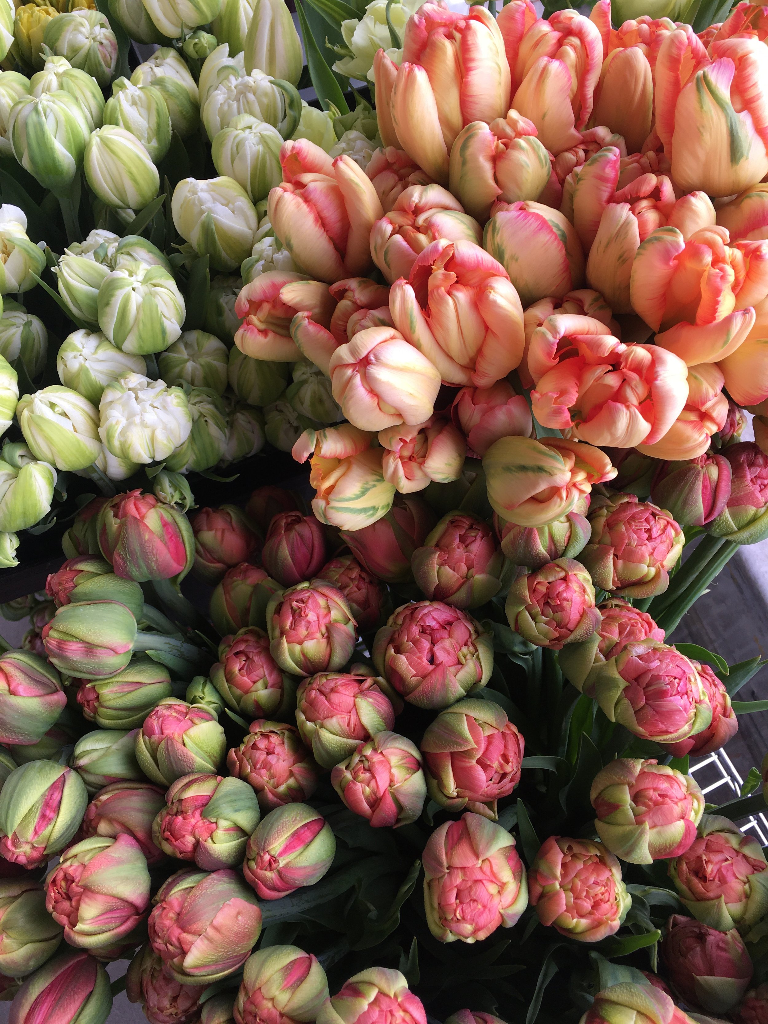 TULIPS! See SPRING BULB page!
