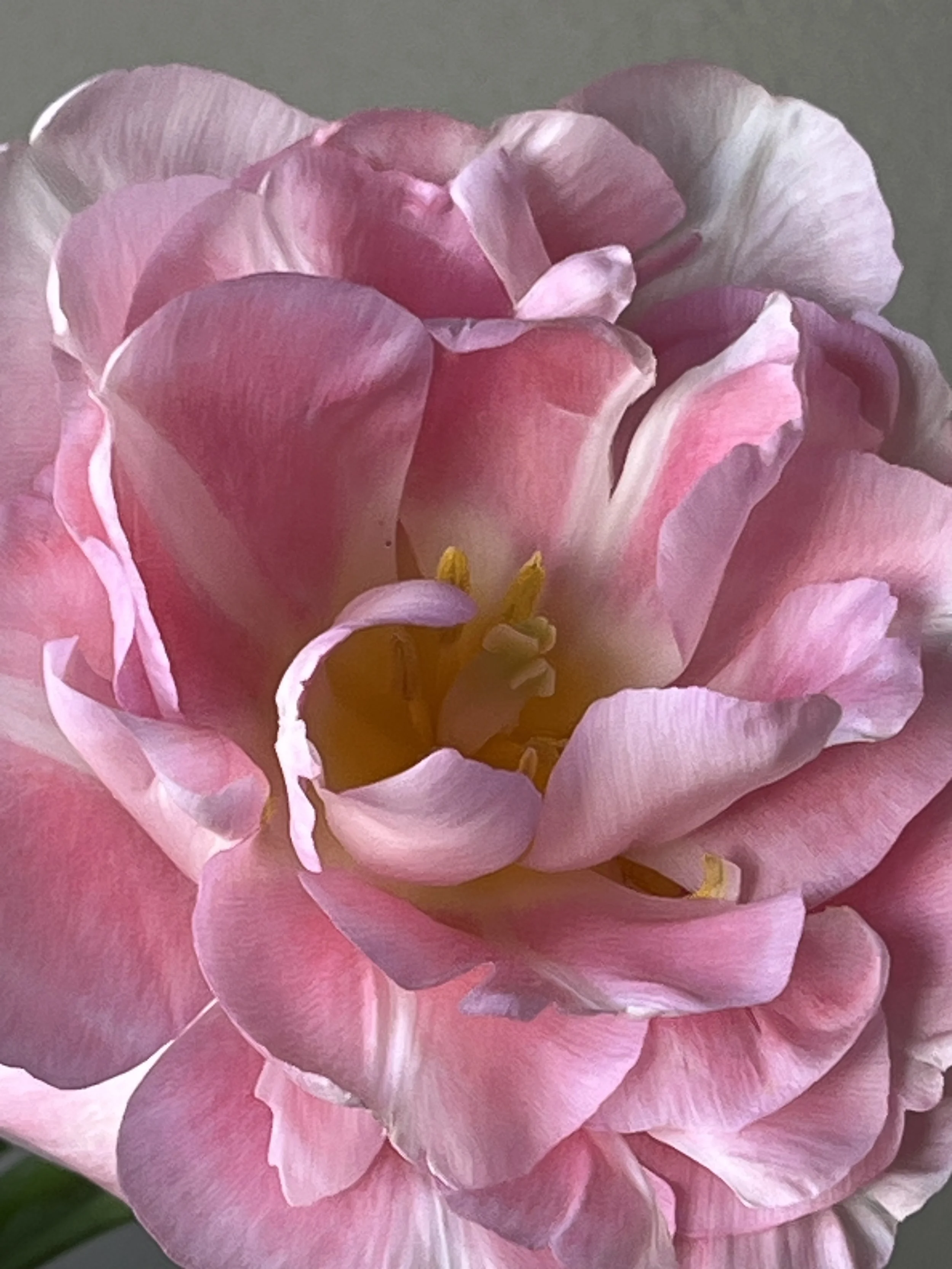 Tulip, Mariage