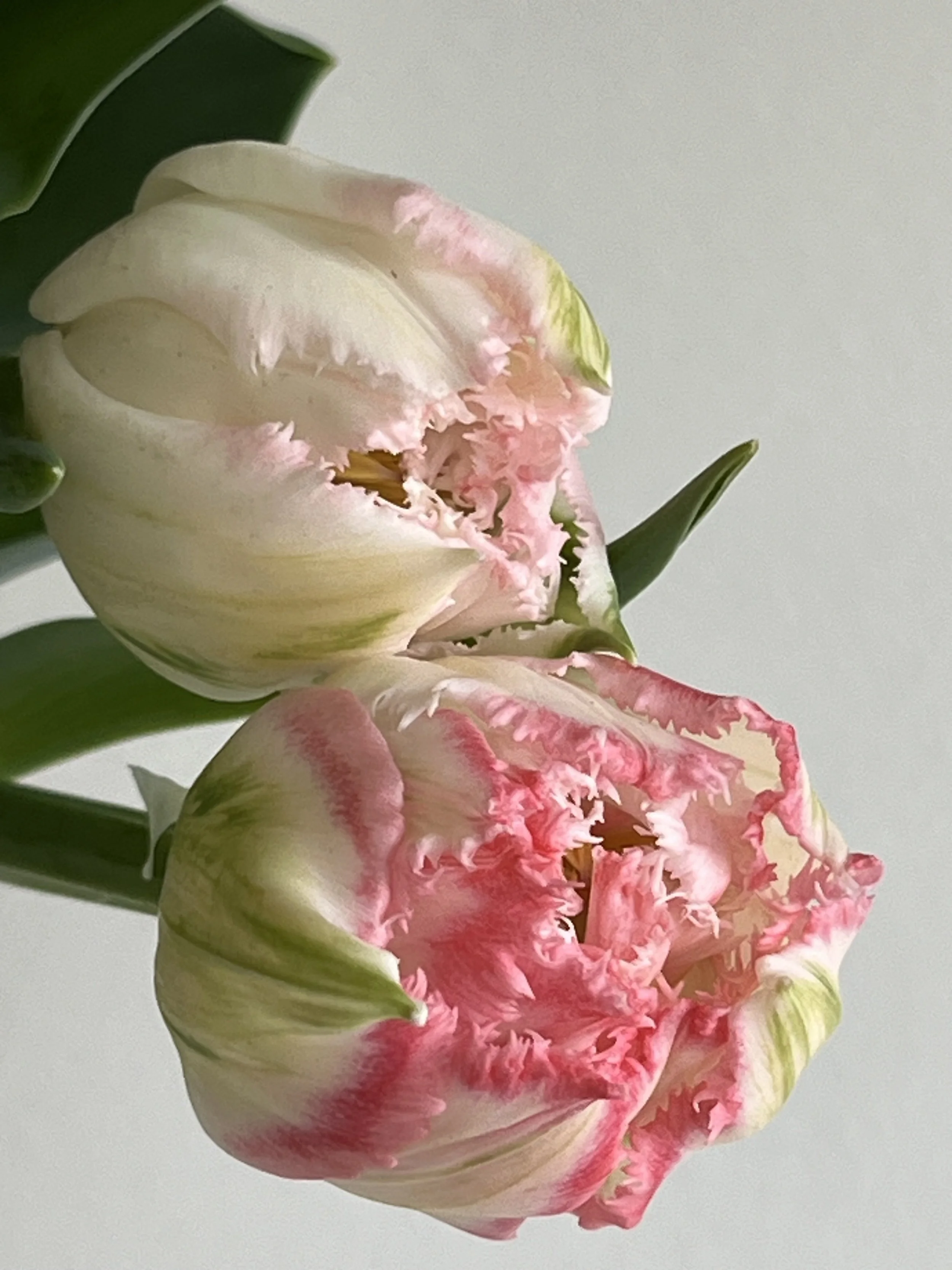 Tulip, Angelique