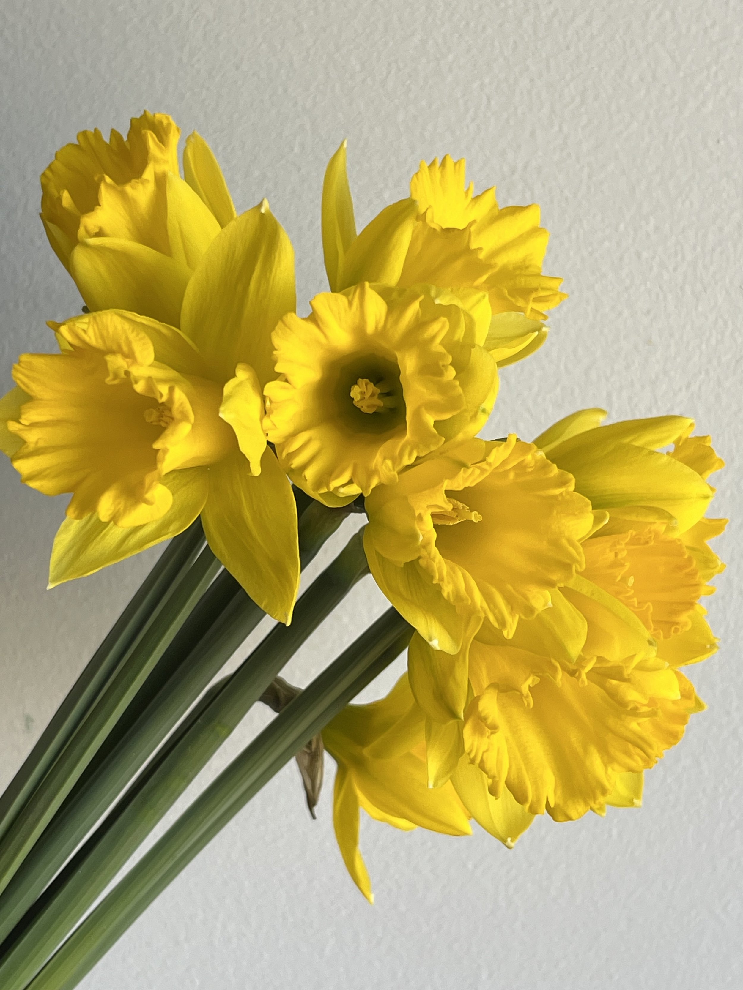 Daffodil, Dutch Master