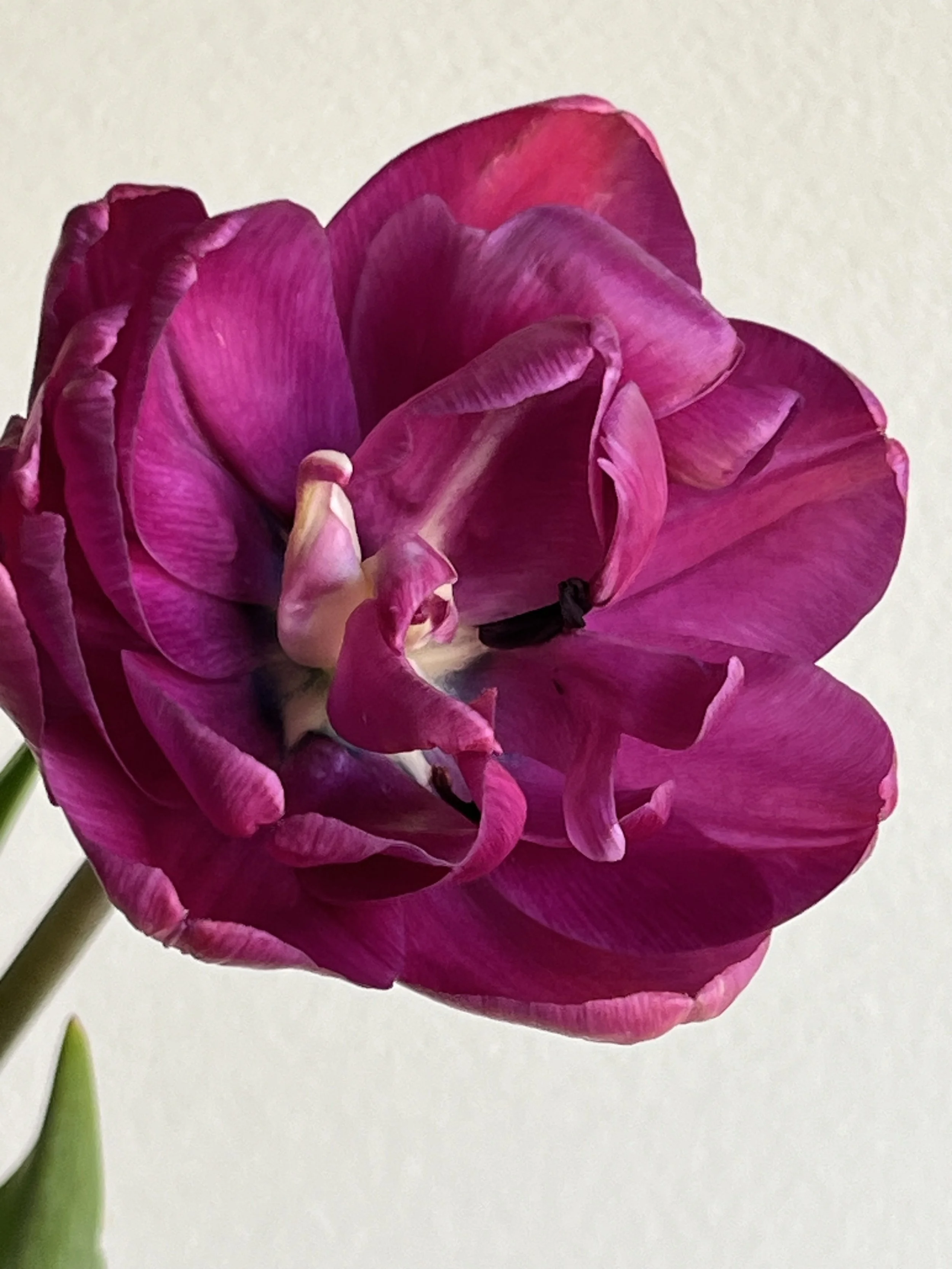 Tulip, Blue Diamond