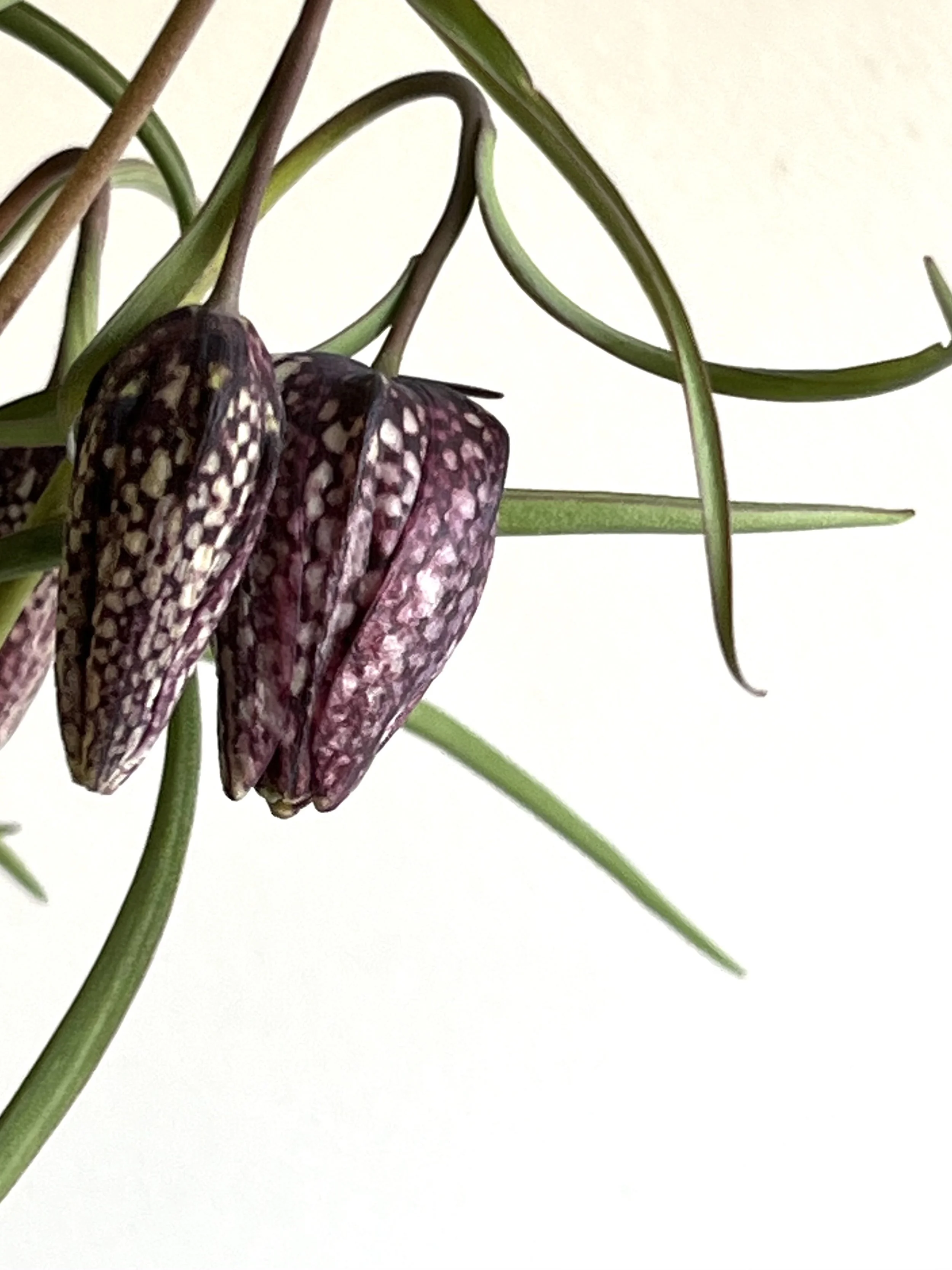 Fritillaria