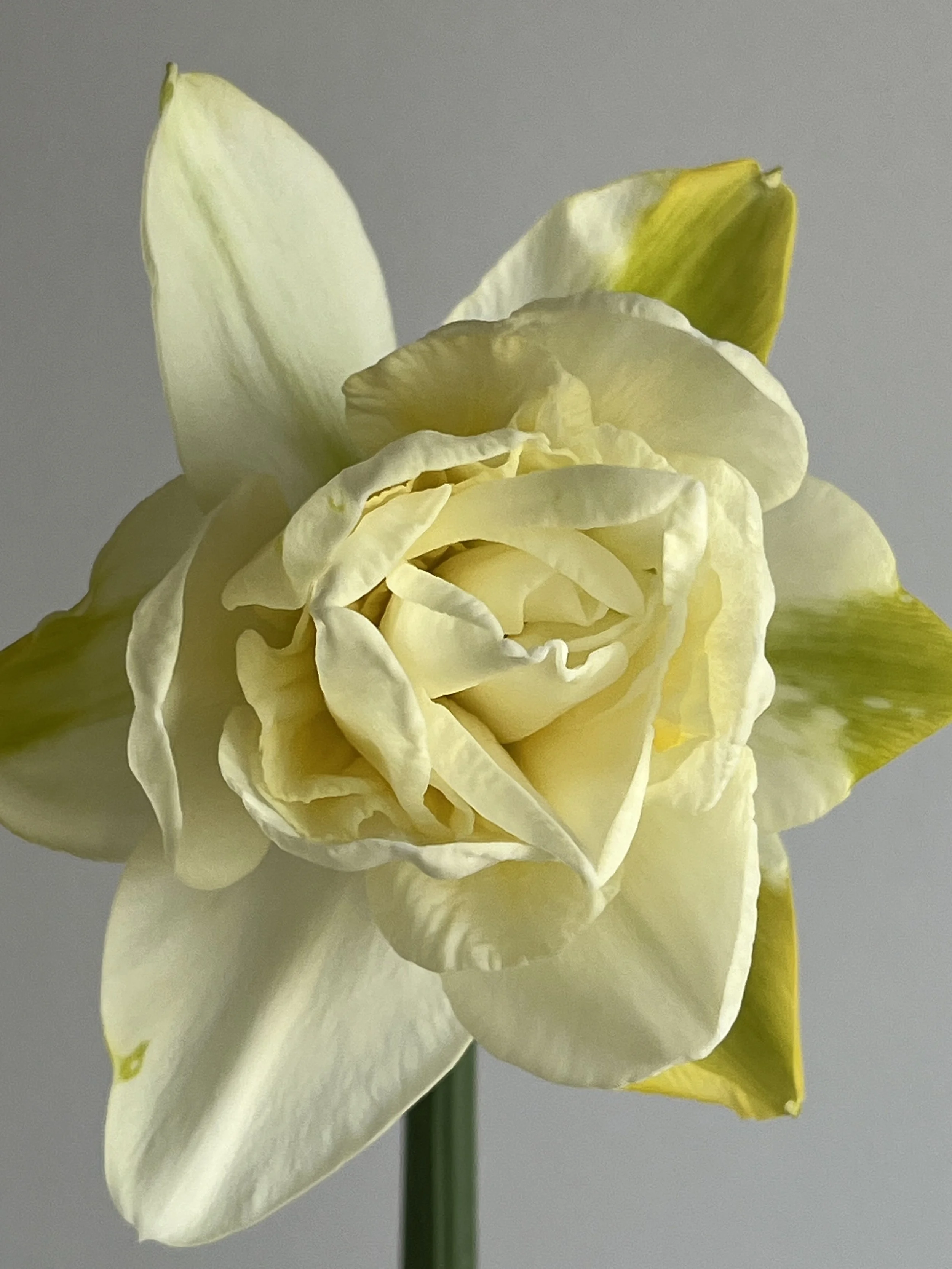 Daffodil, White Lion