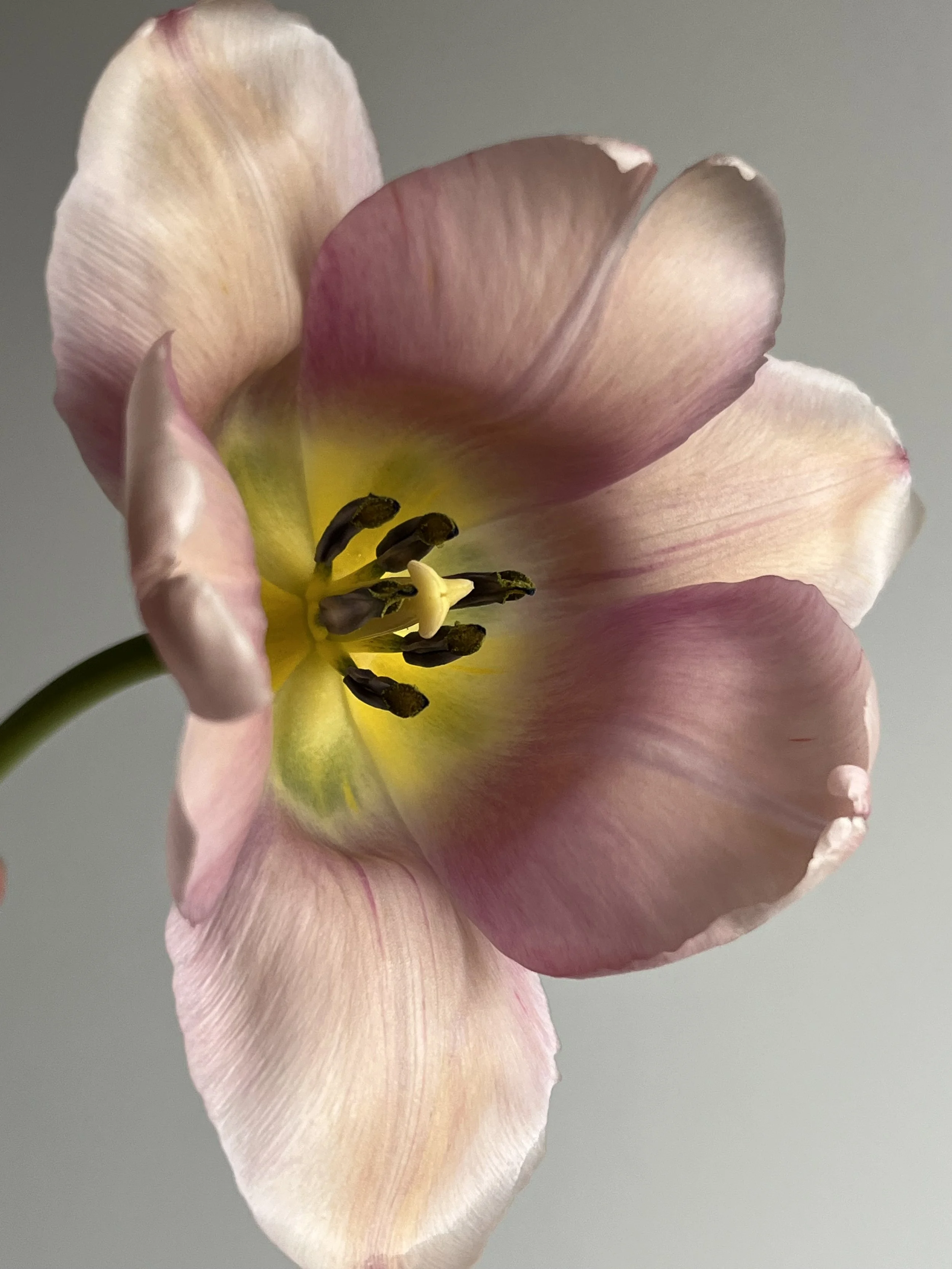 Tulip, Gabriella