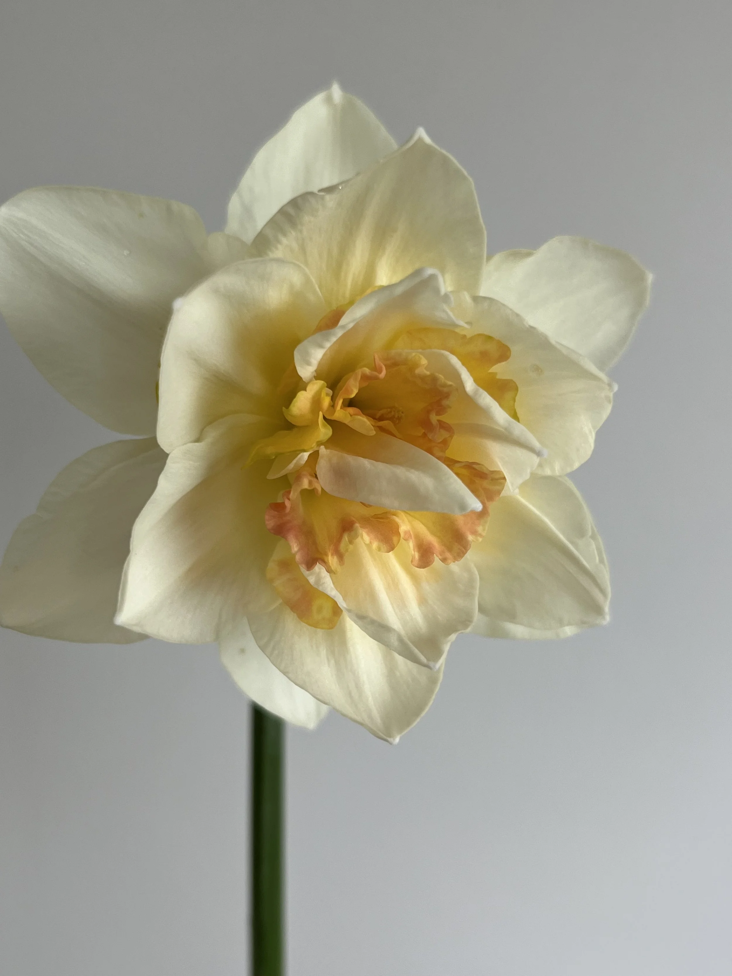 Daffodil, Love Call