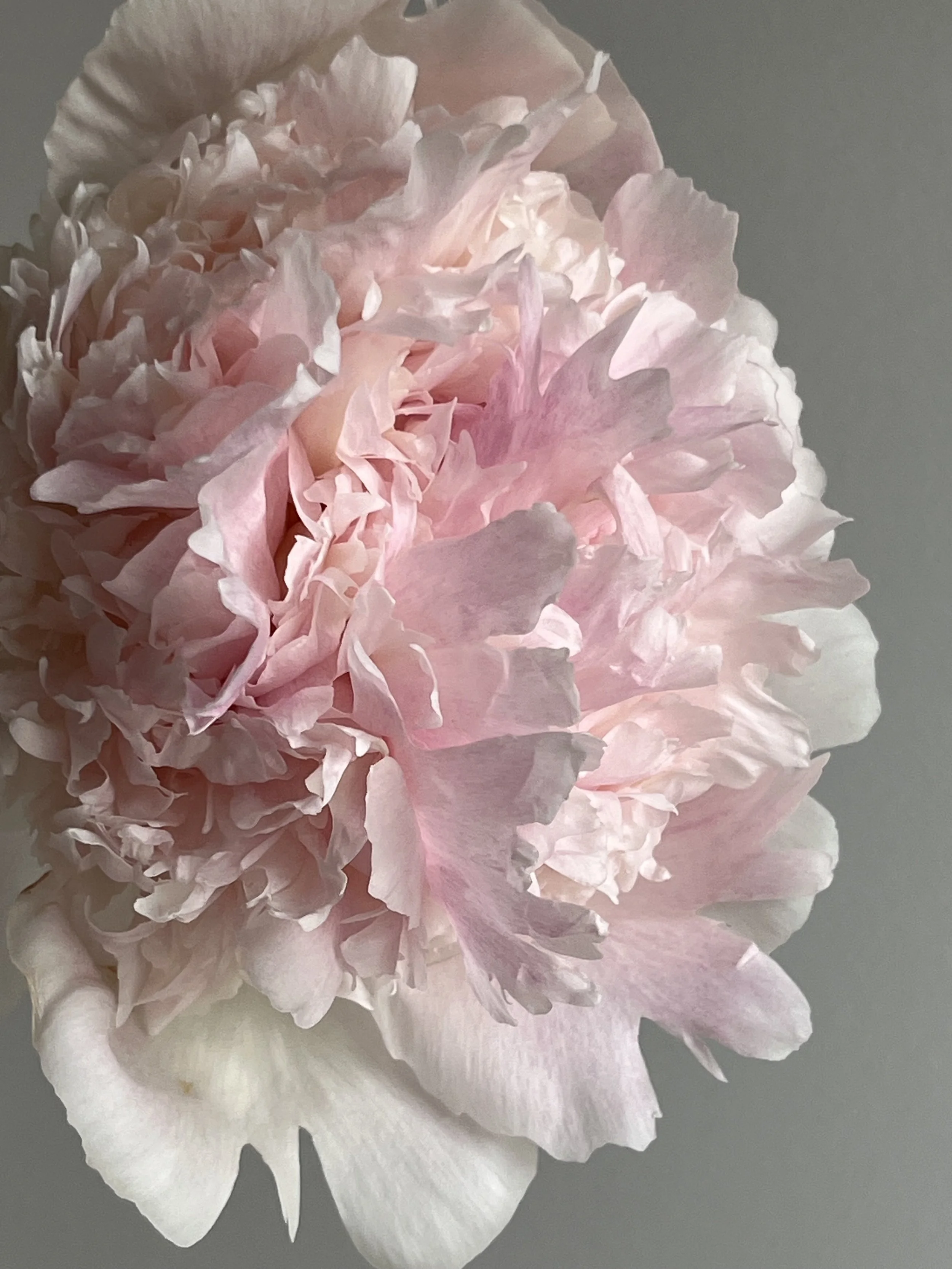 Chiffon Parfait