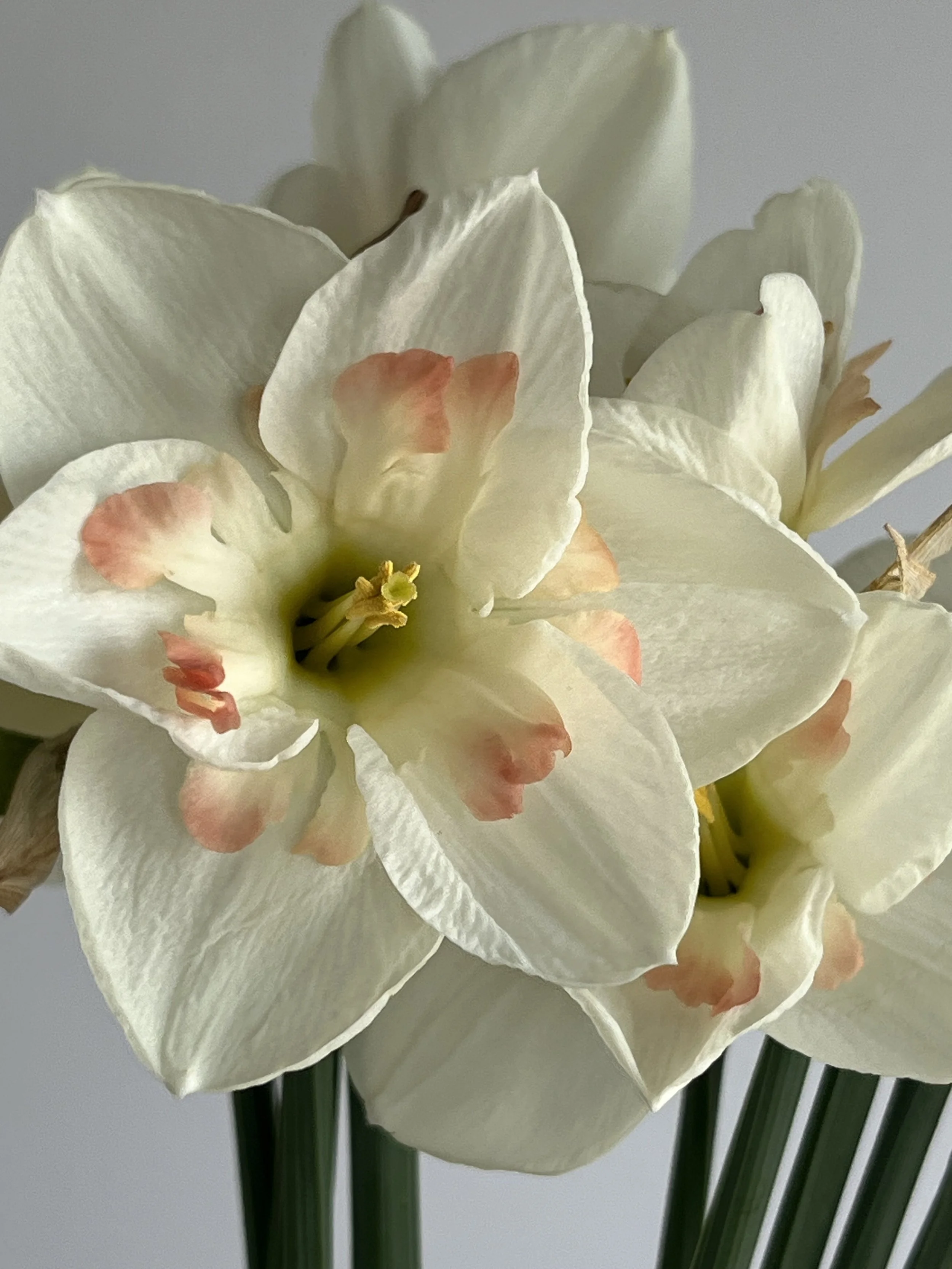 Daffodil, Flower Parade