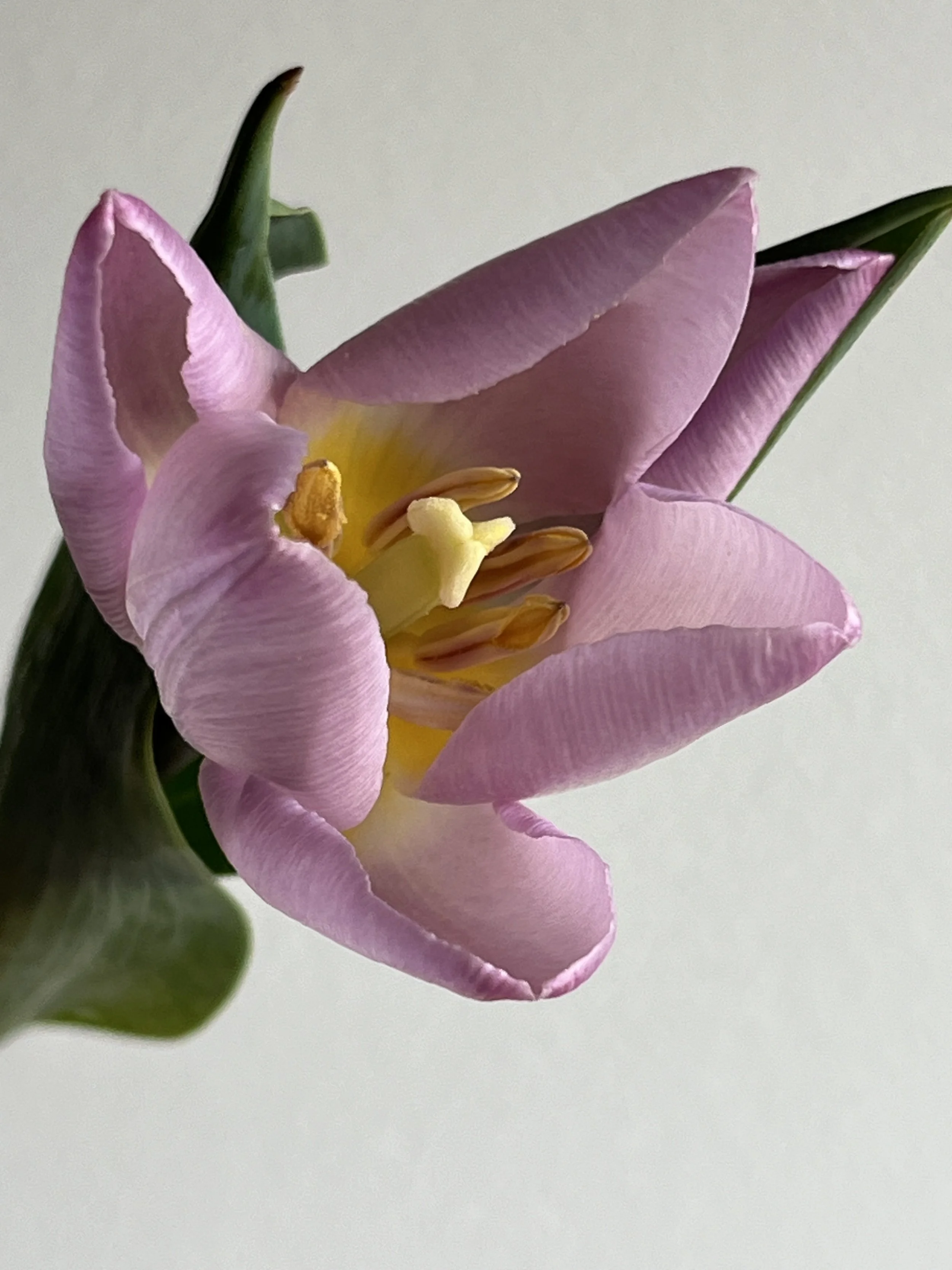 Tulip, Candy Prince