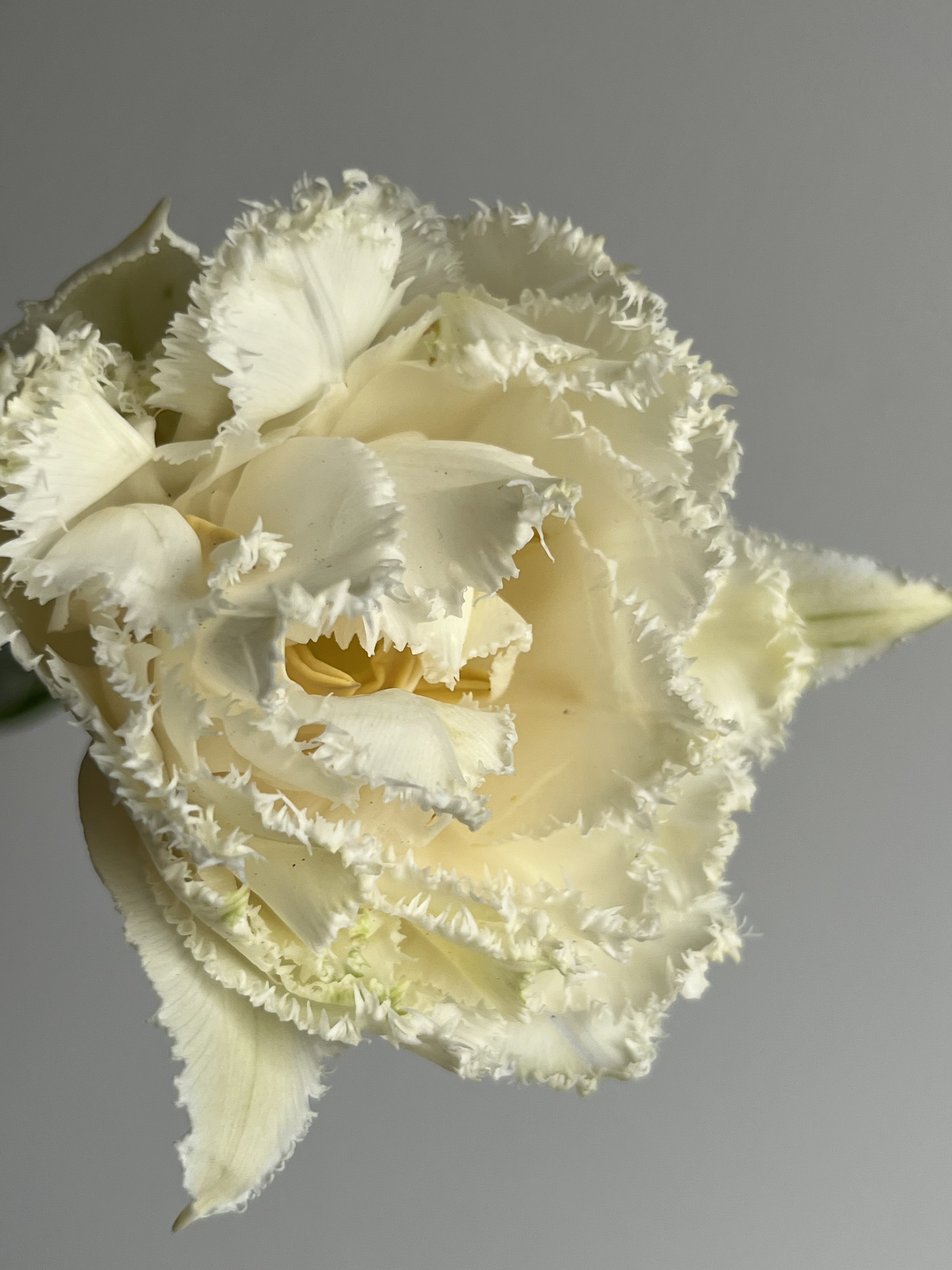 Tulip, Snow Crystal